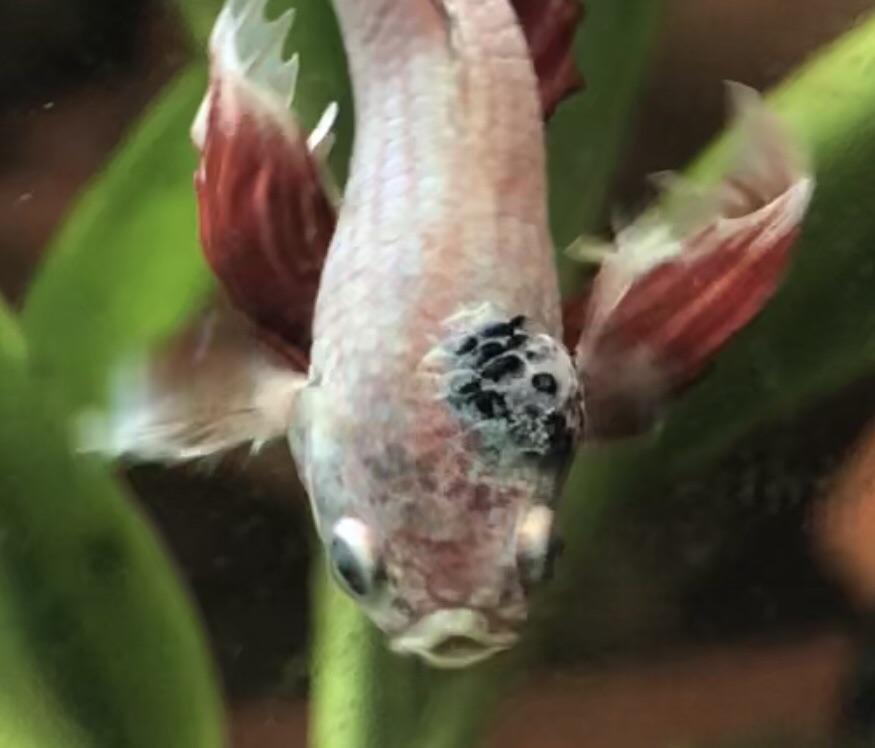 What is this growing on my betta’s head? r/bettafish