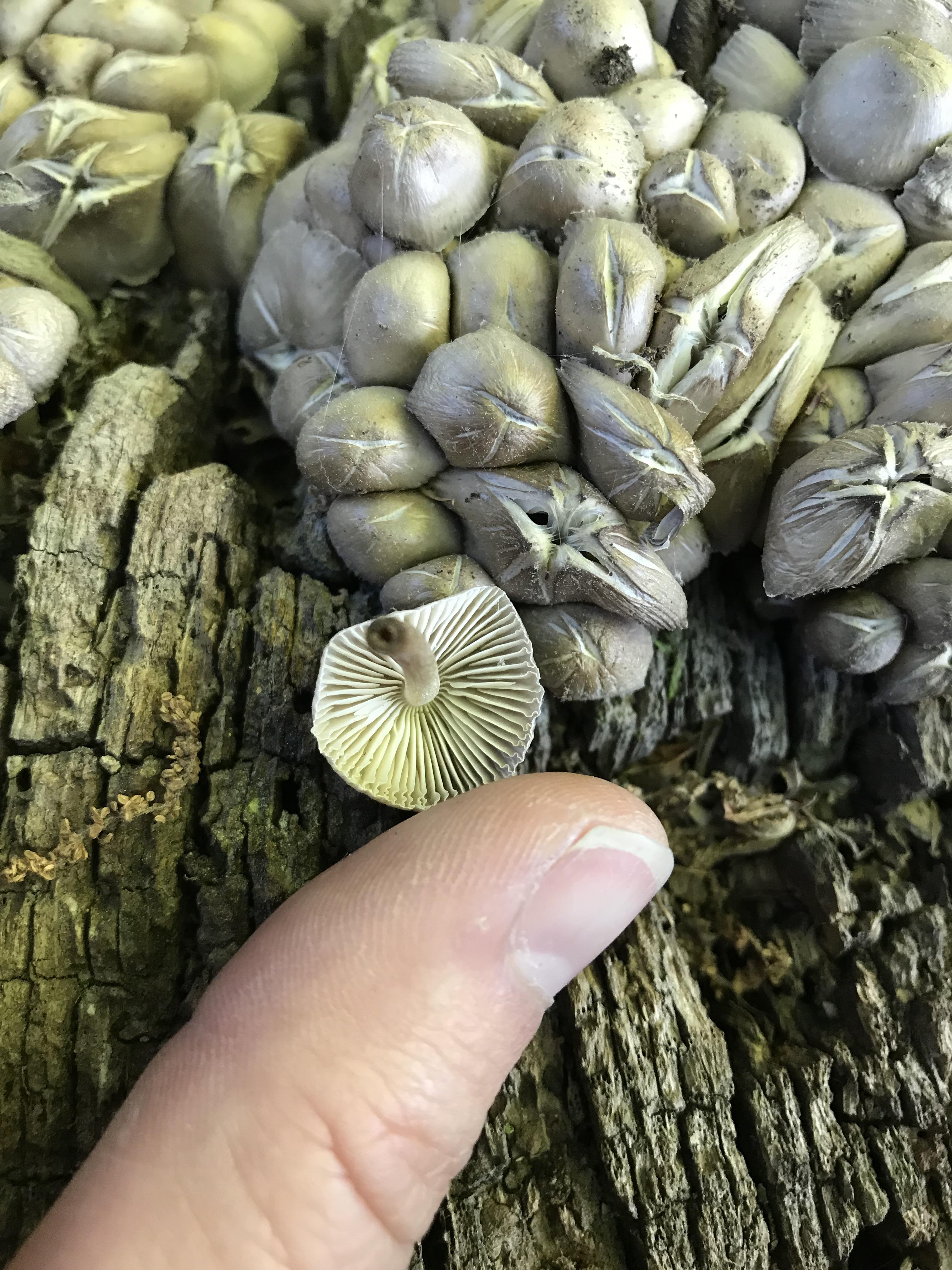What is this mushroom? Found today in North Carolina on (probably) a