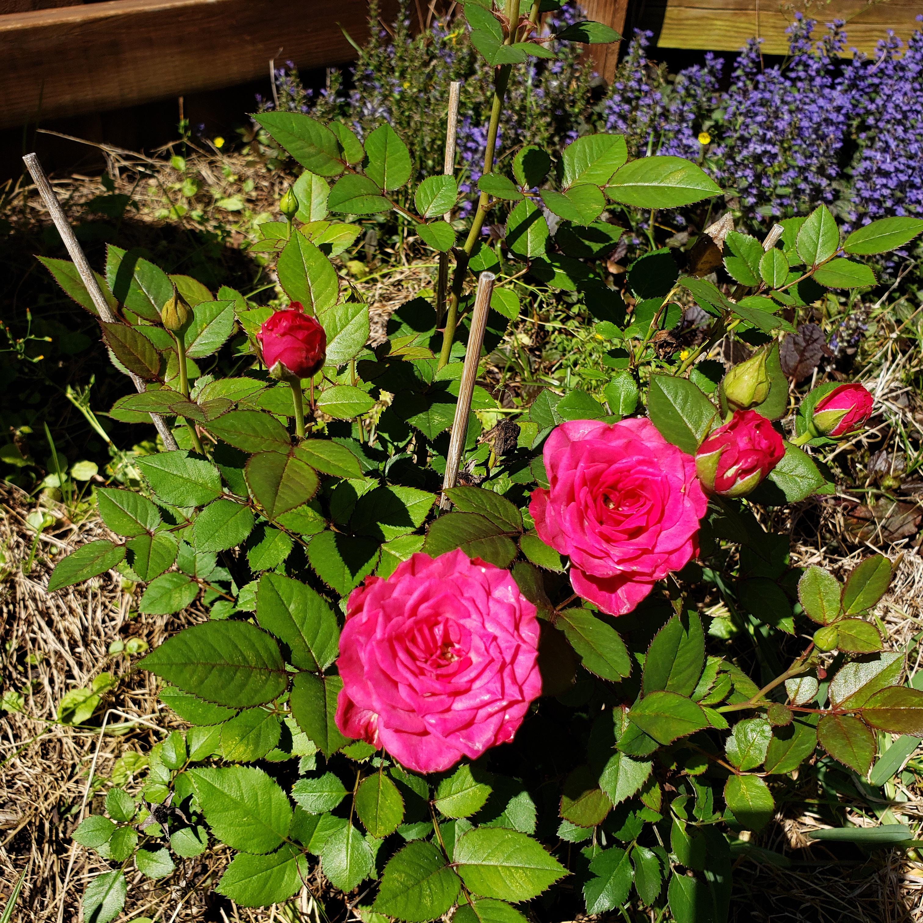 Formerly potted miniature roses from a 2019 Valentine, thriving after a