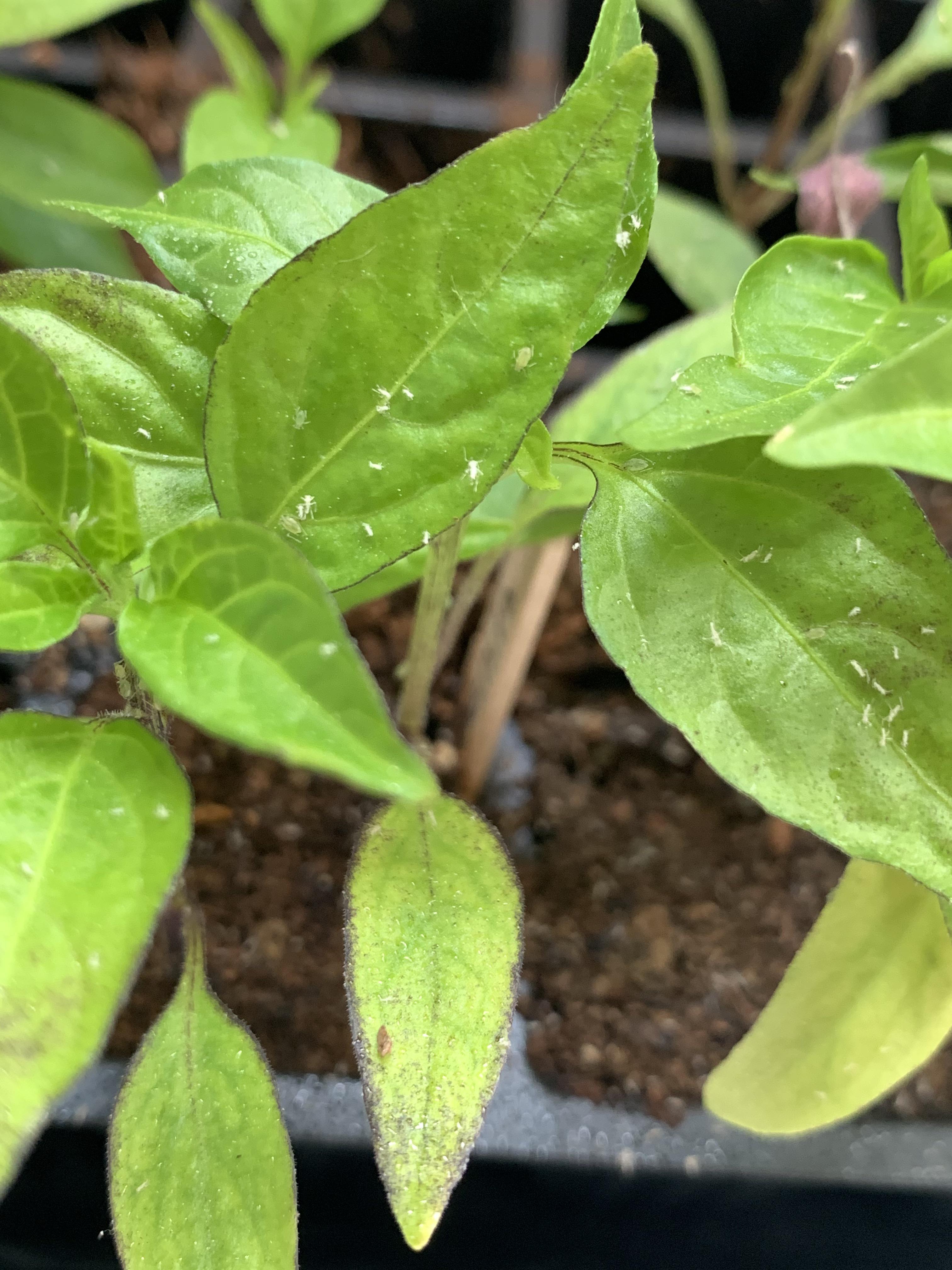 Found these on my pepper seedlings and I’ve never had them before. Does