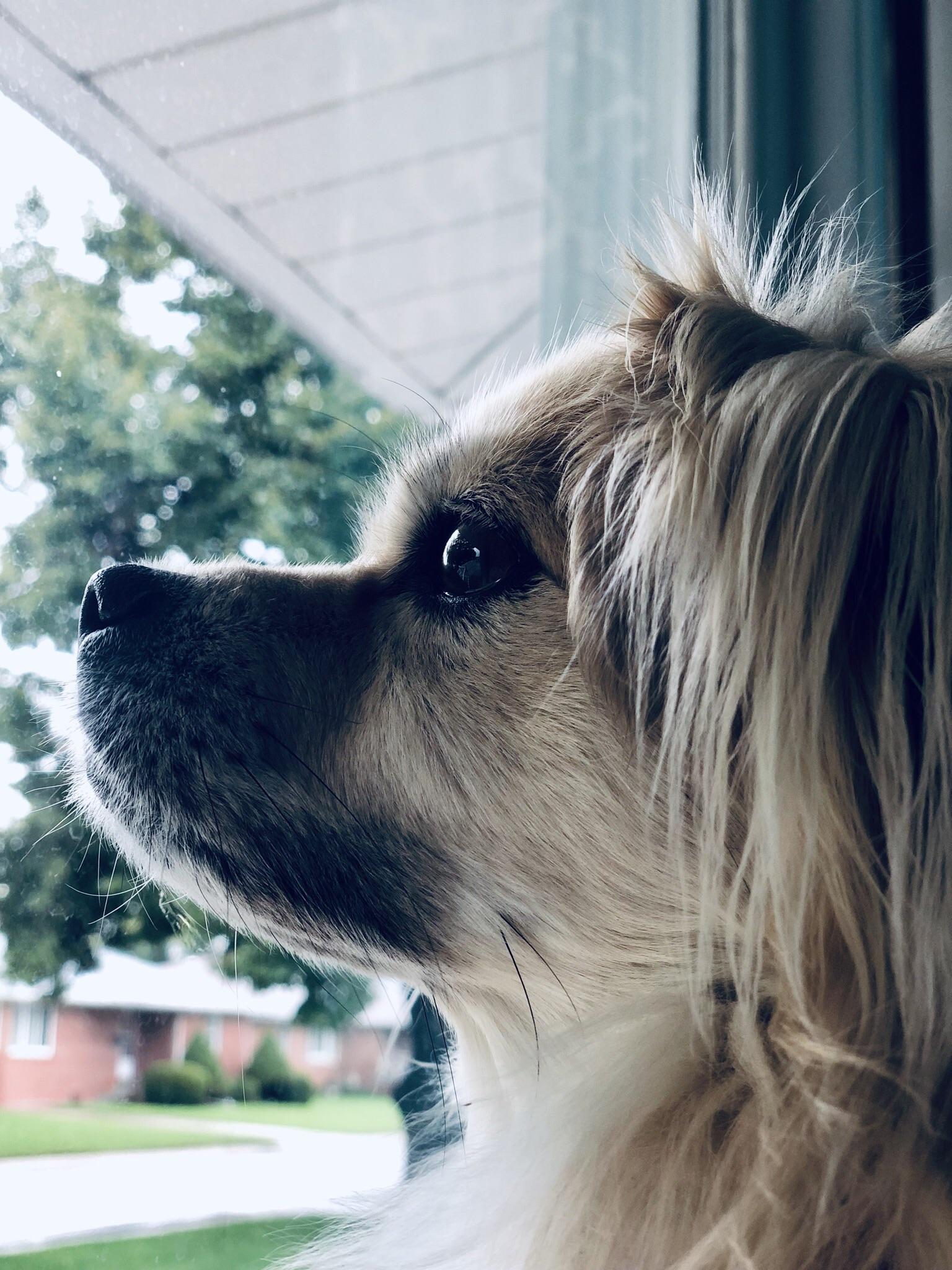 Intense stare of my dog looking at people outside r/pics