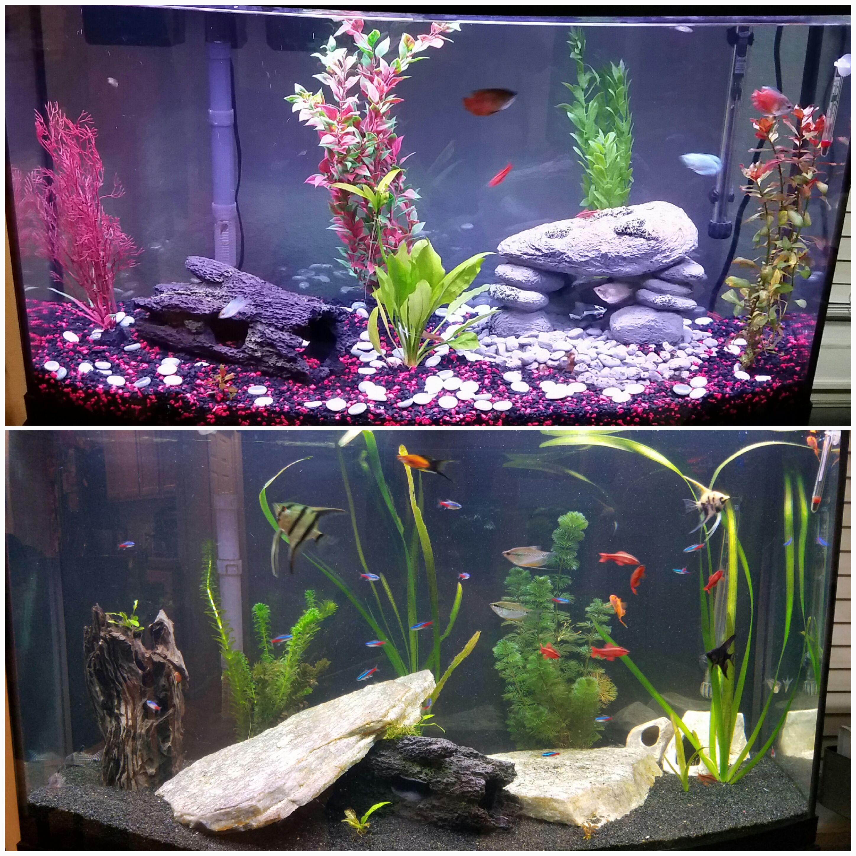 Switched out my gravel and decor for a more natural look and I am