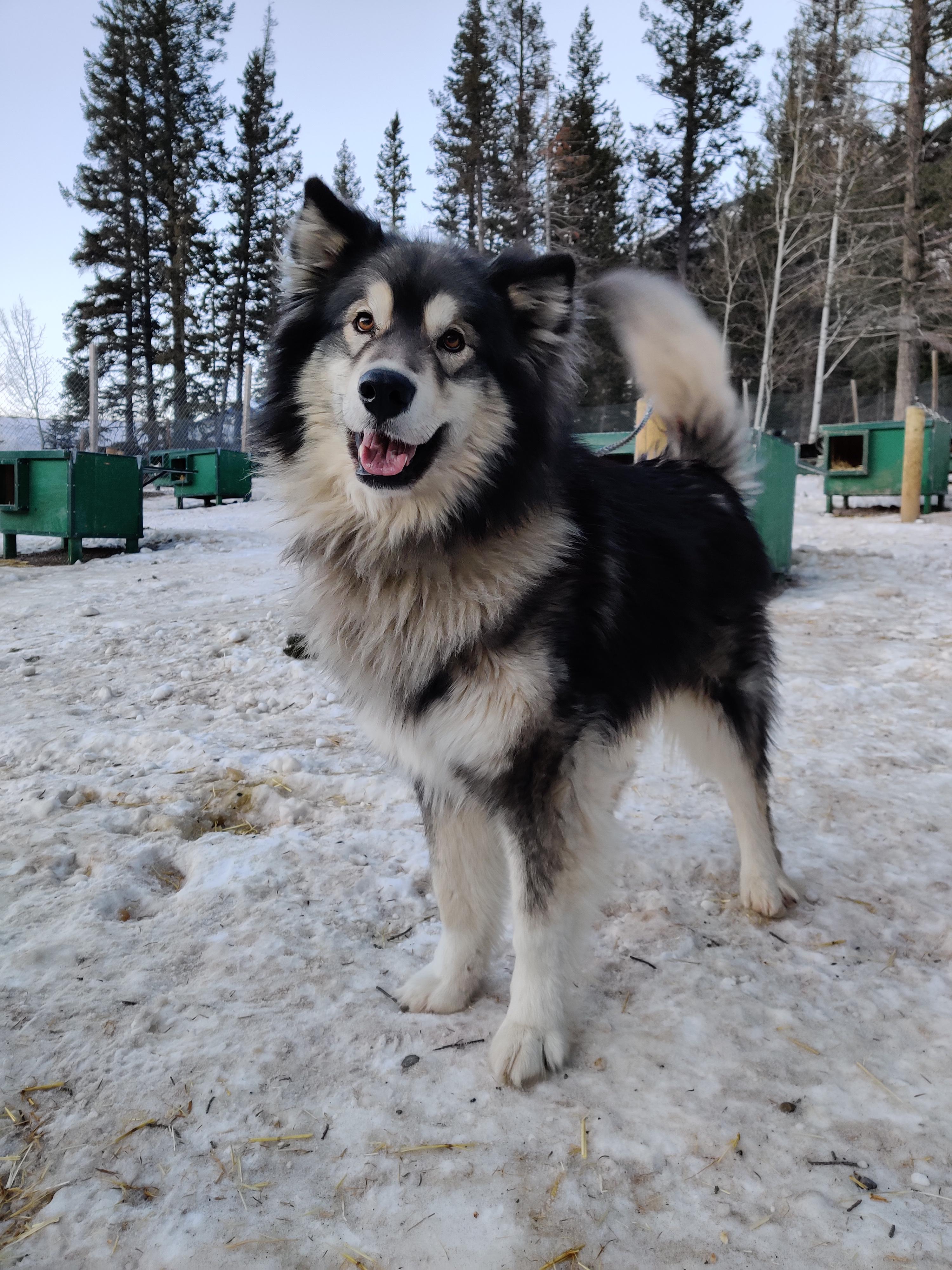 Reddit, meet Mega. He's an official good boy and works as a sled dog here in Alberta, Canada