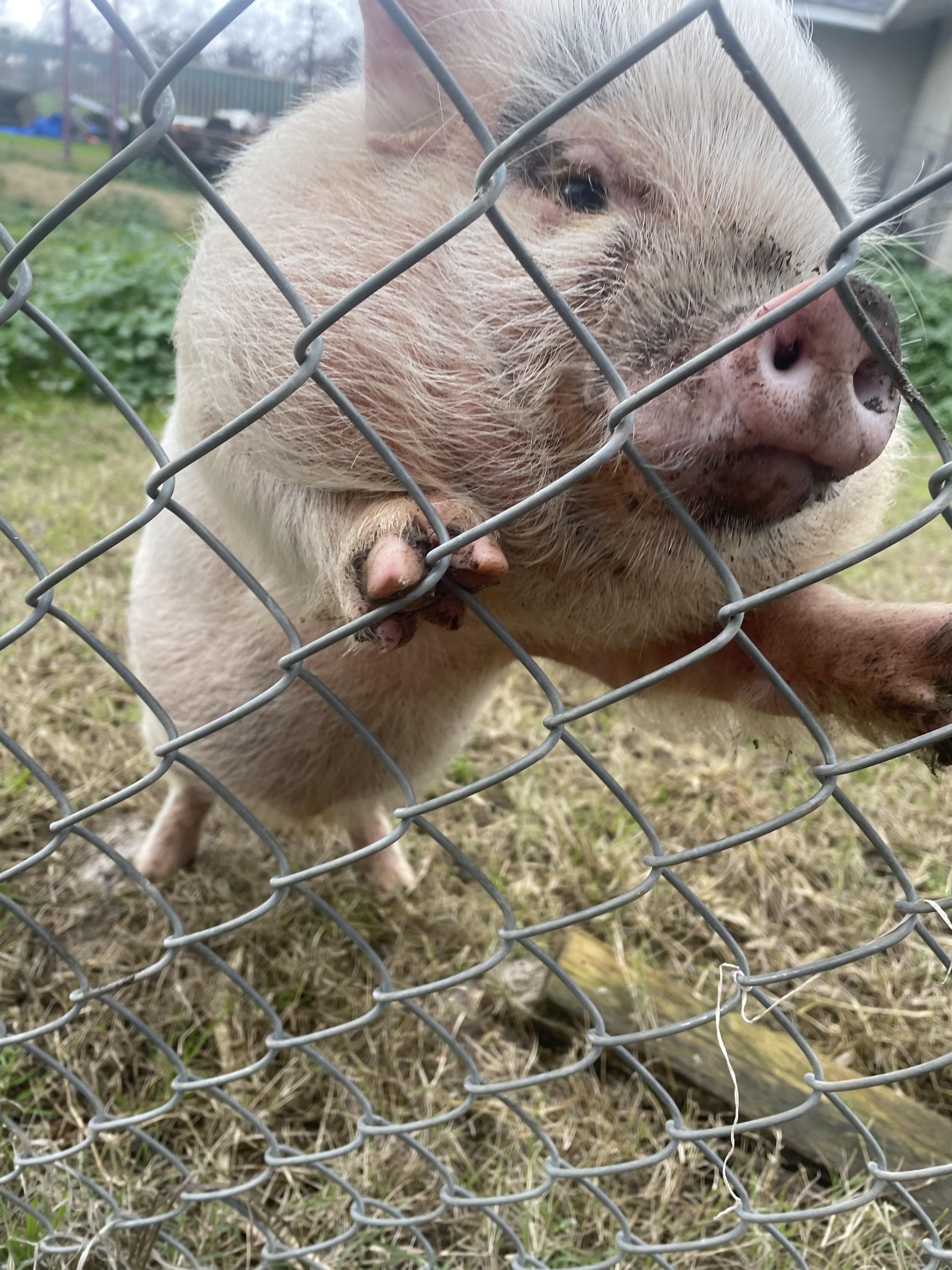 1042 best r/pigs images on Pholder Advice on transporting a very