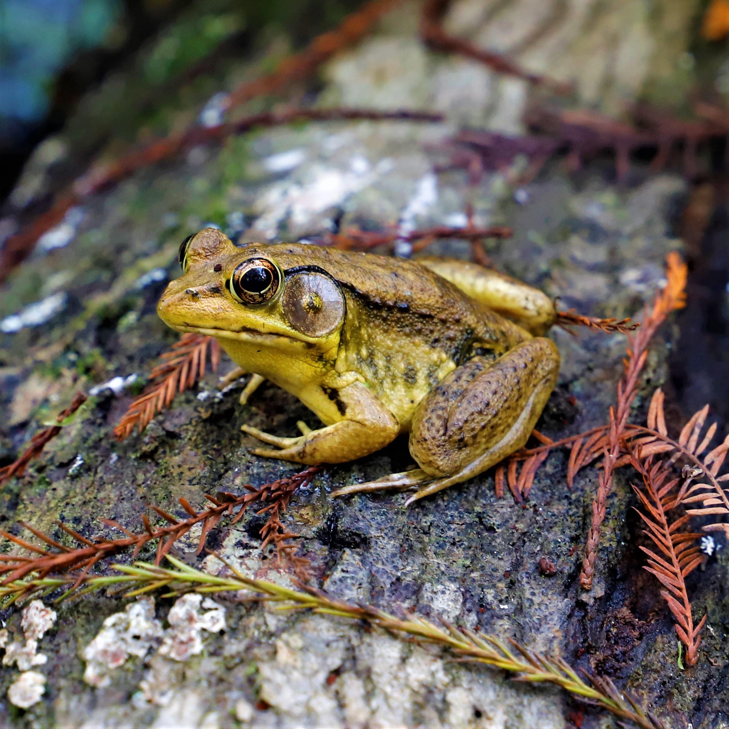 Bronze Frog, Rana clamitans, South Louisiana r/herpetology