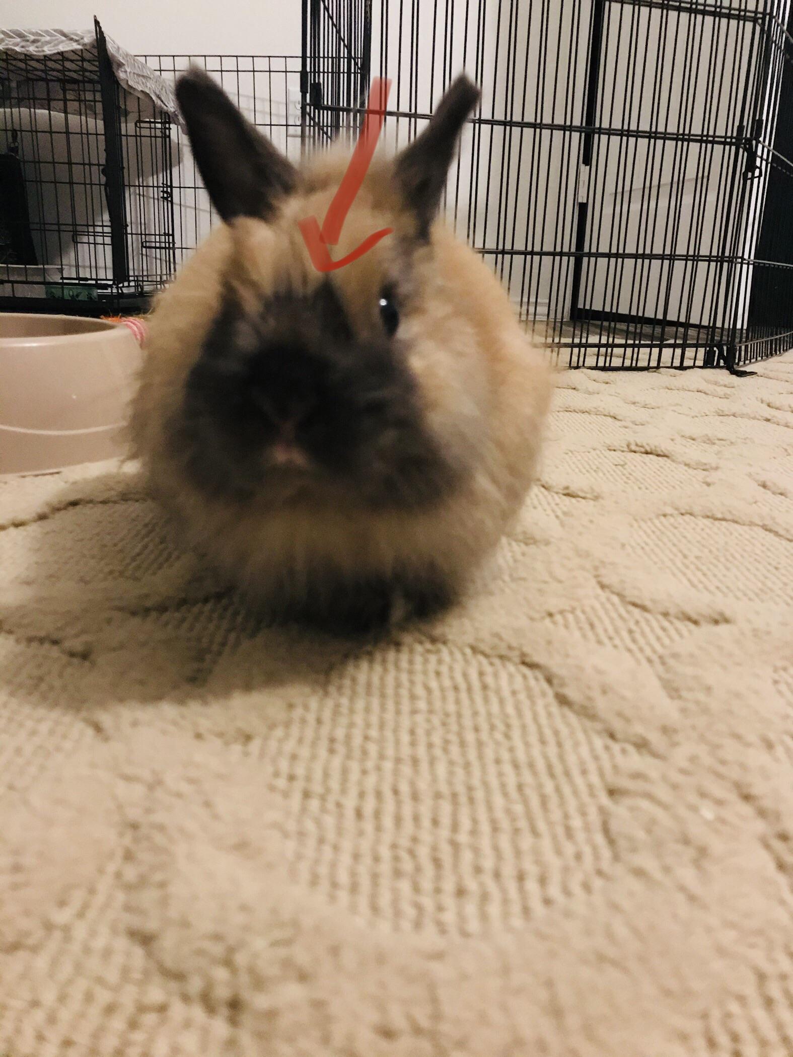 Is it normal for bunnies to start molting on the face???? He's