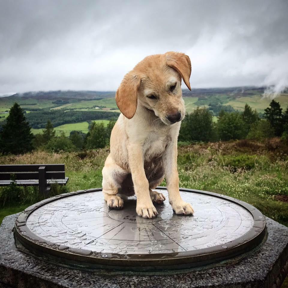 My 12 week old Labrador puppy, Lily 😁 dogpictures
