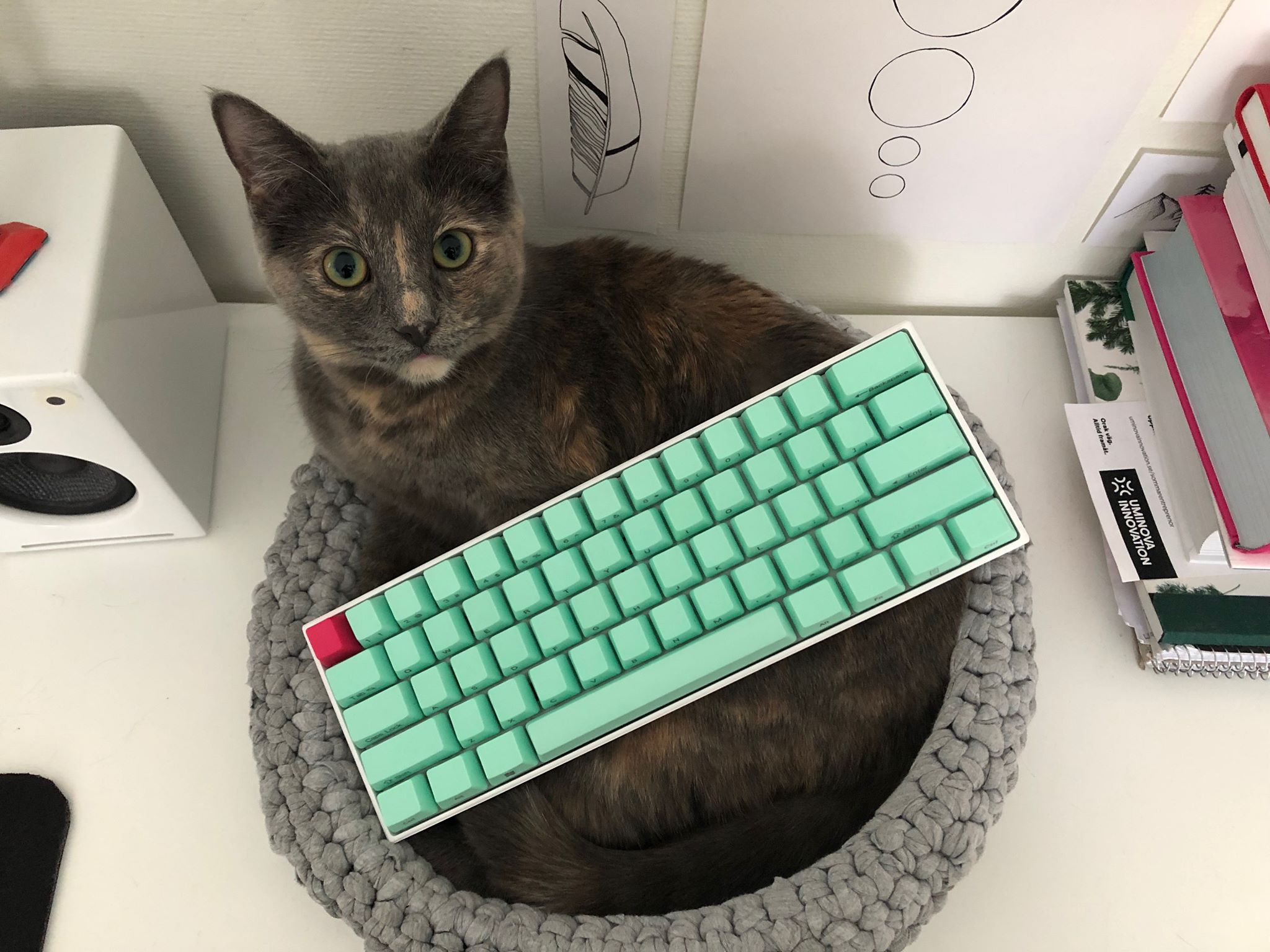 Anne Pro 2 with amazon keycaps cat not included r/CatsOnKeyboards