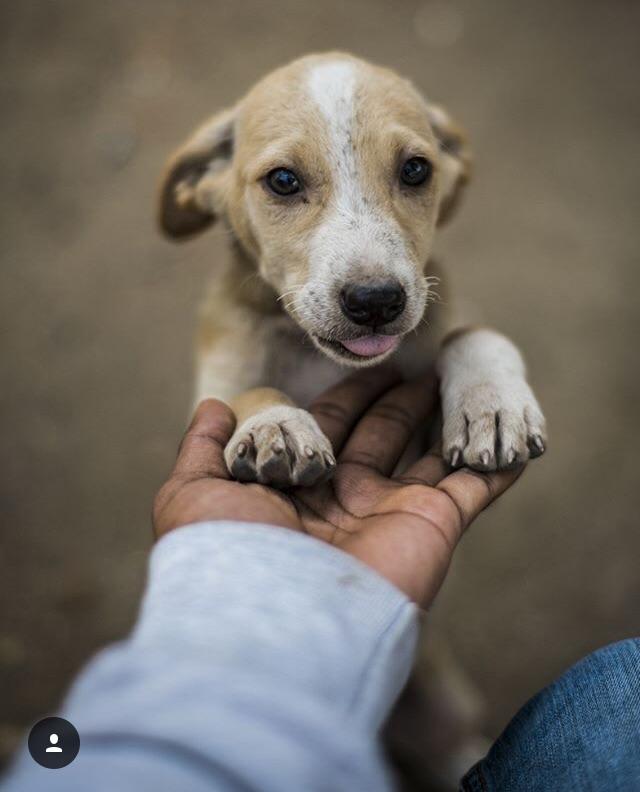 Street dogs have best smiles 😍 r/PuppySmiles