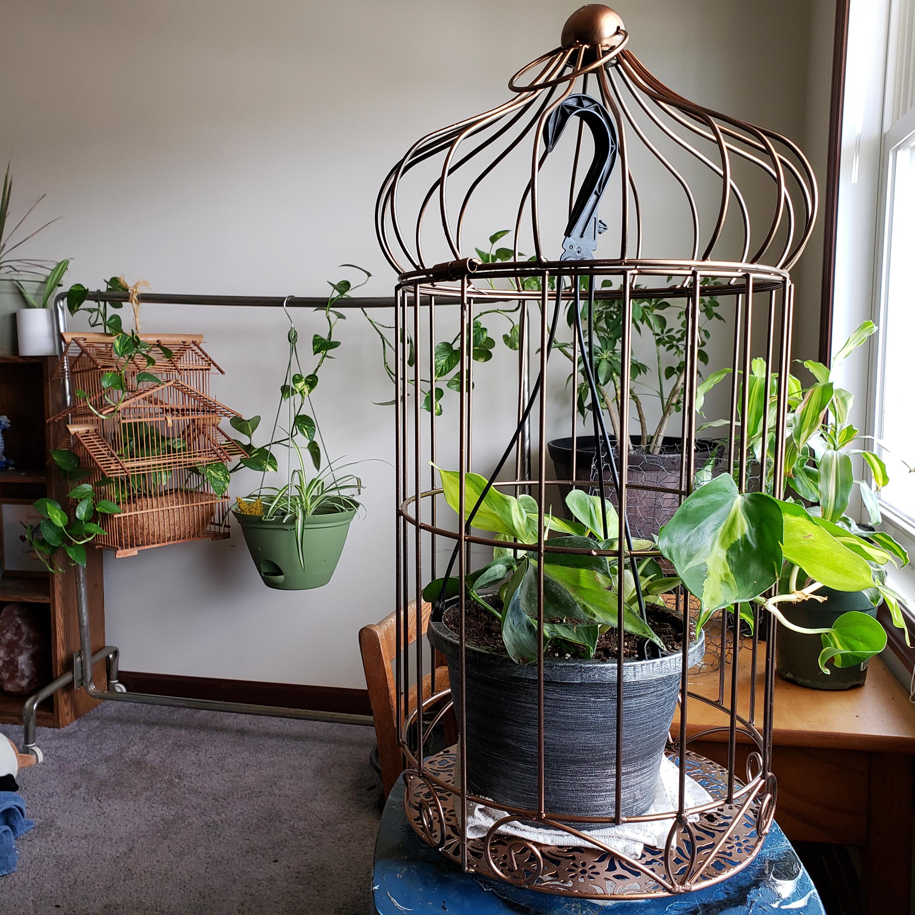 Just brought home my newest pothos, I just so happen to find a