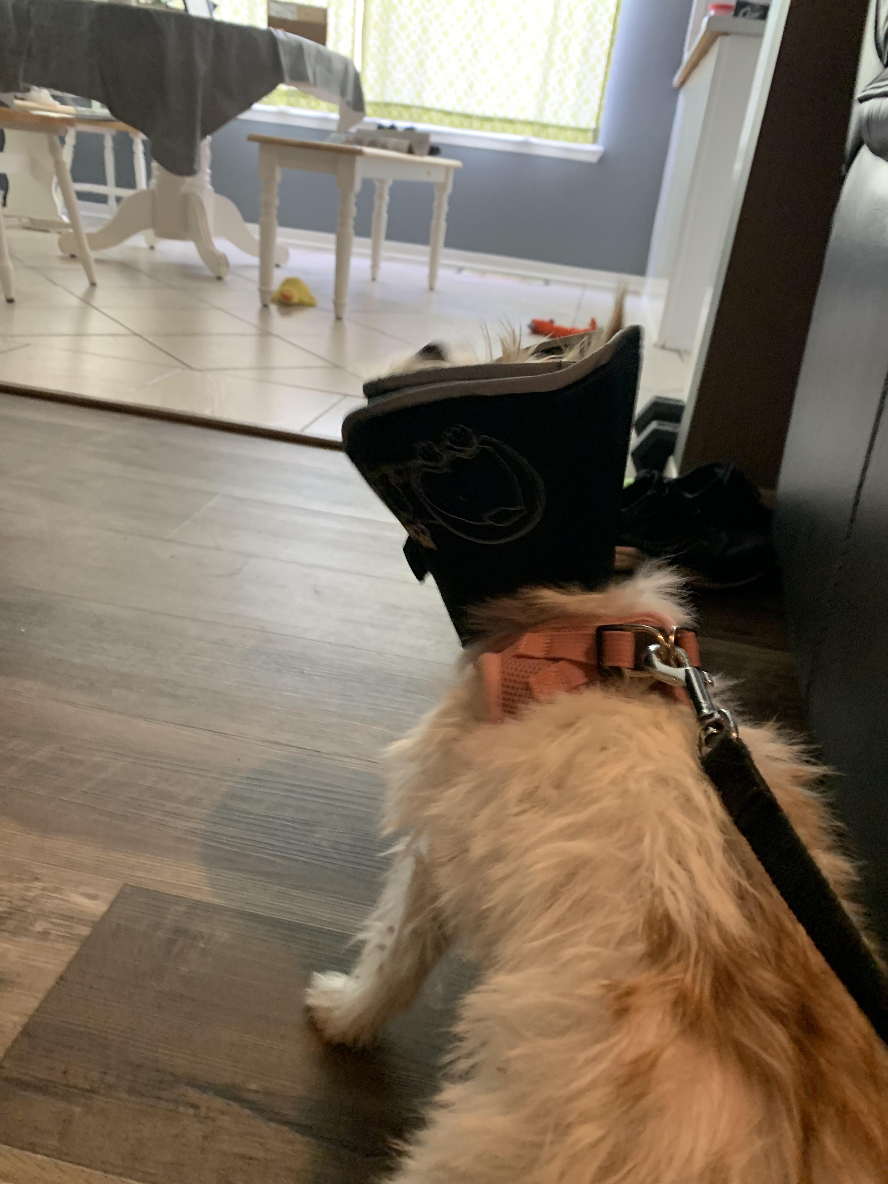 Is my dogs cone too short? She just got spayed and my mother doesn’t