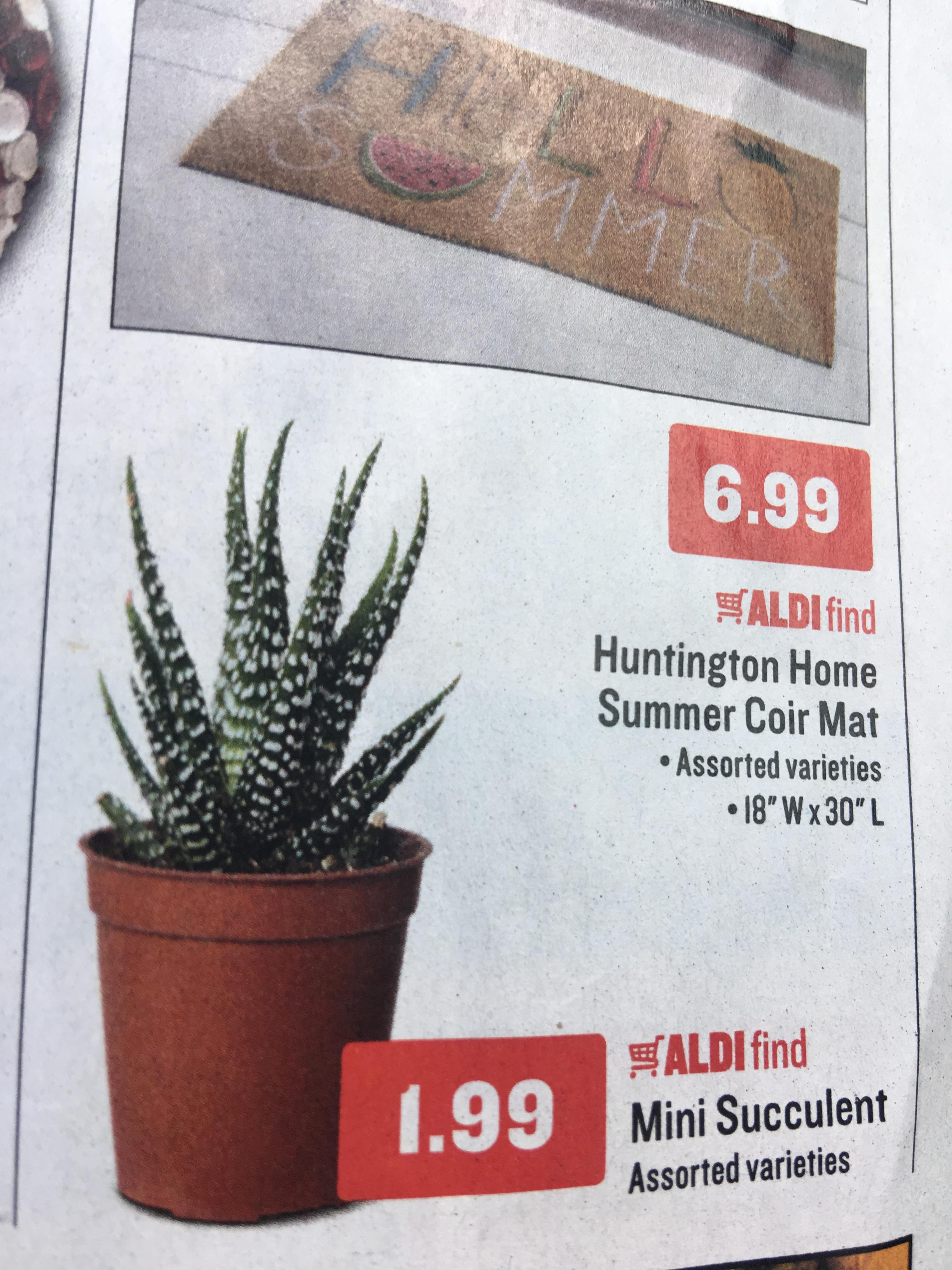 Aldi will have 1.99 succulents next week 6/20 r/succulents