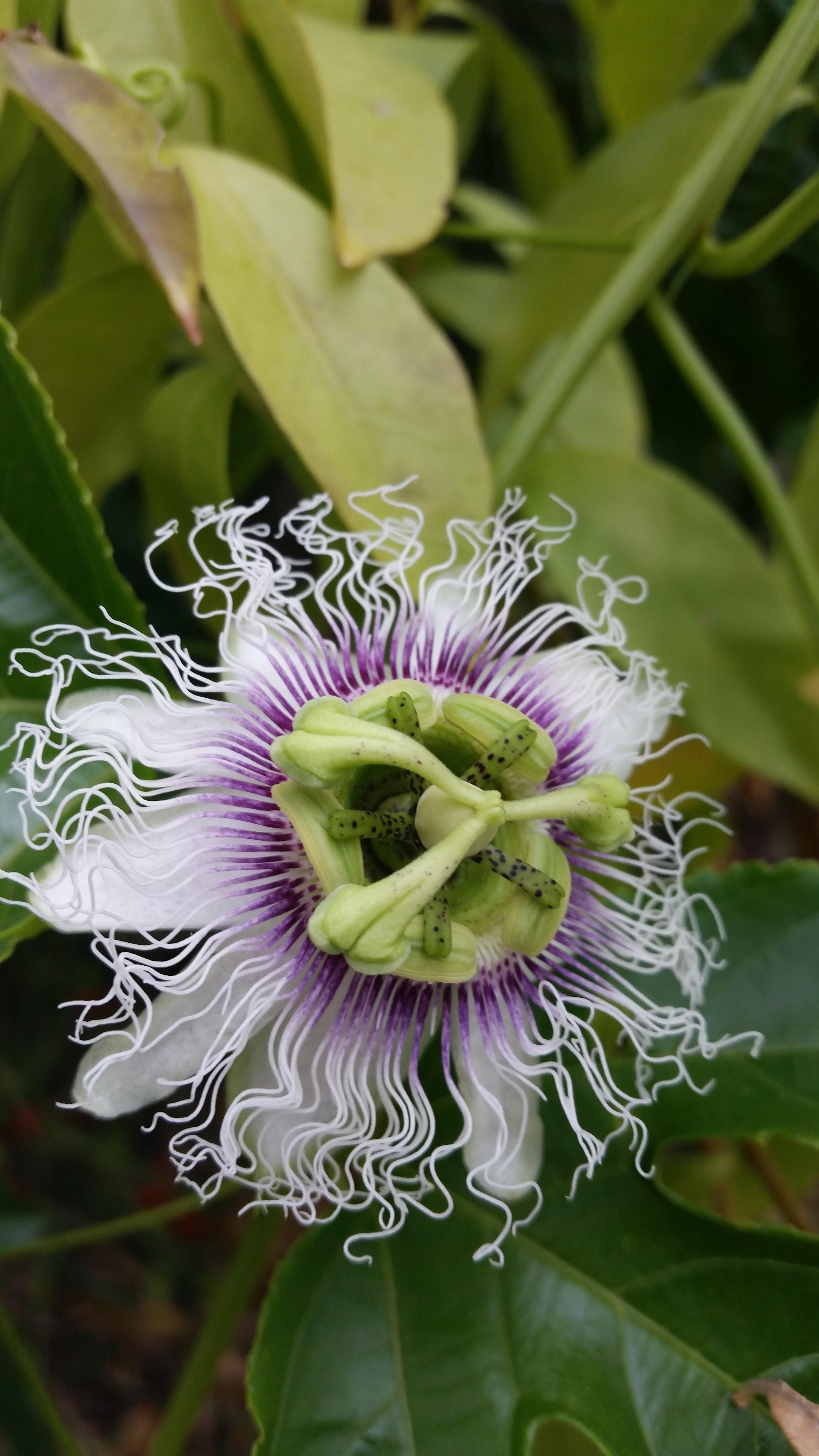 Each year the flowers on my passionfruit vine never cease to amaze me