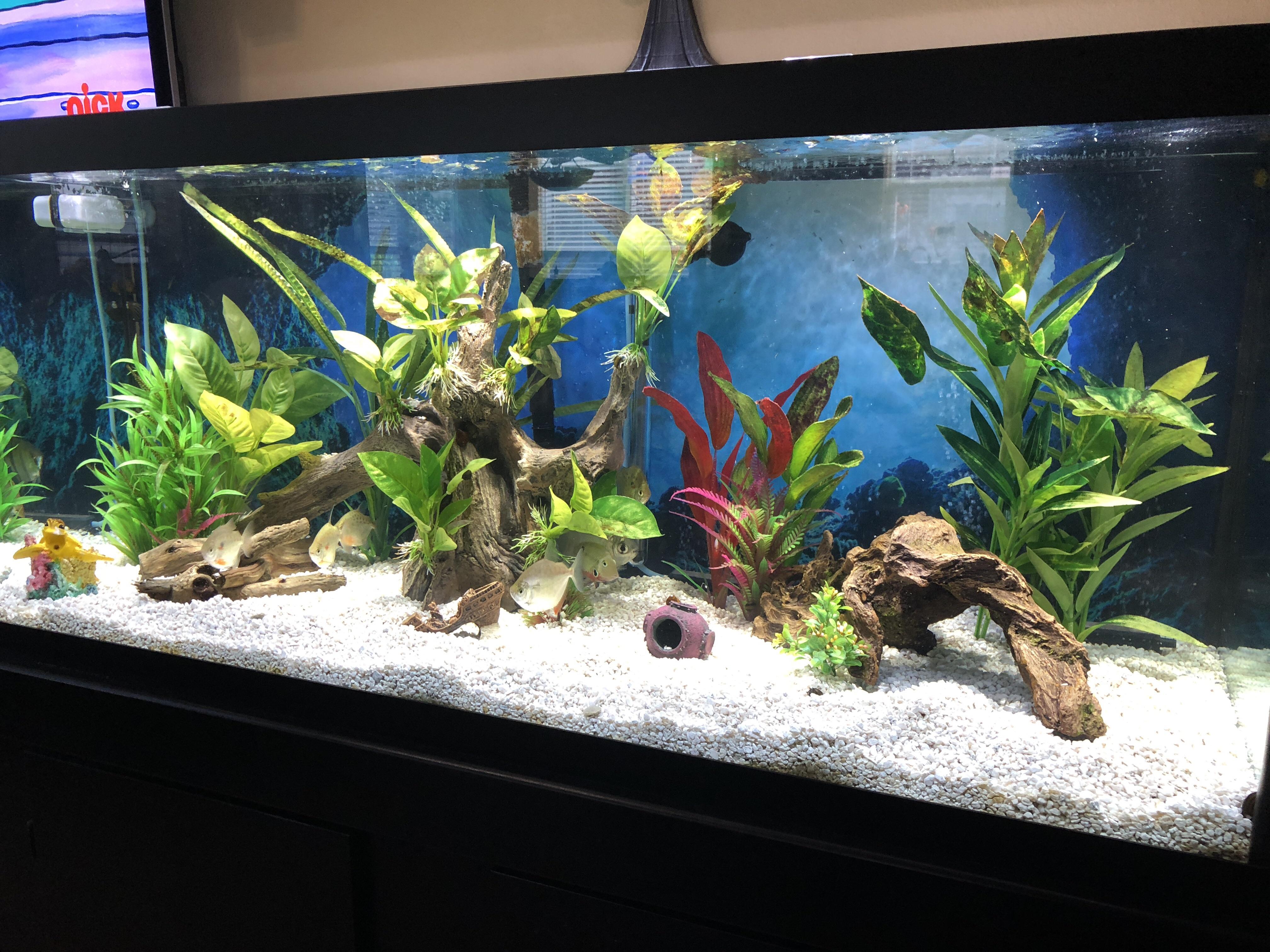 Water change Sunday! 75g freshwater with a Fluval FX4. Plastic plants