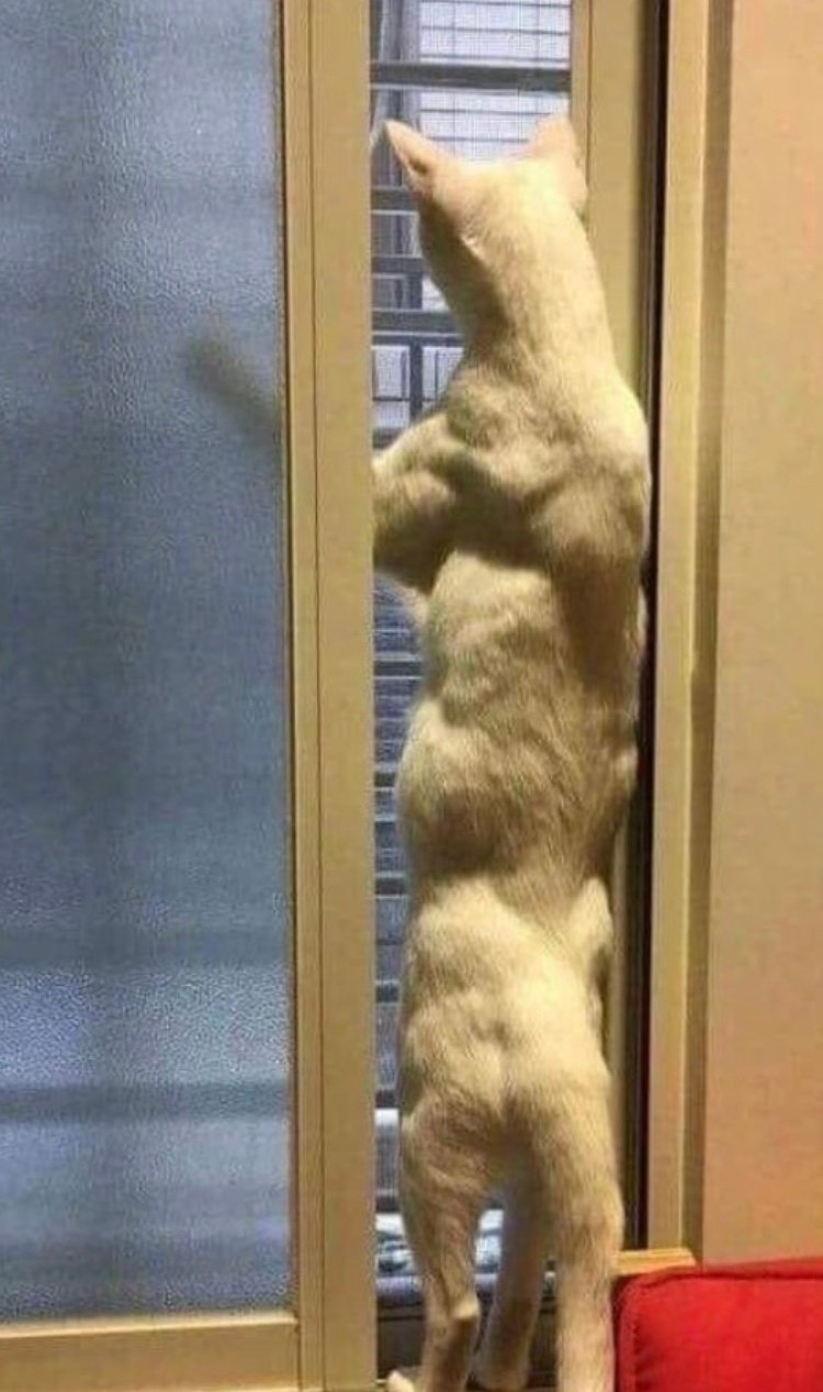 When you accidentally drop your protein powder in your cat's bowl r/cats