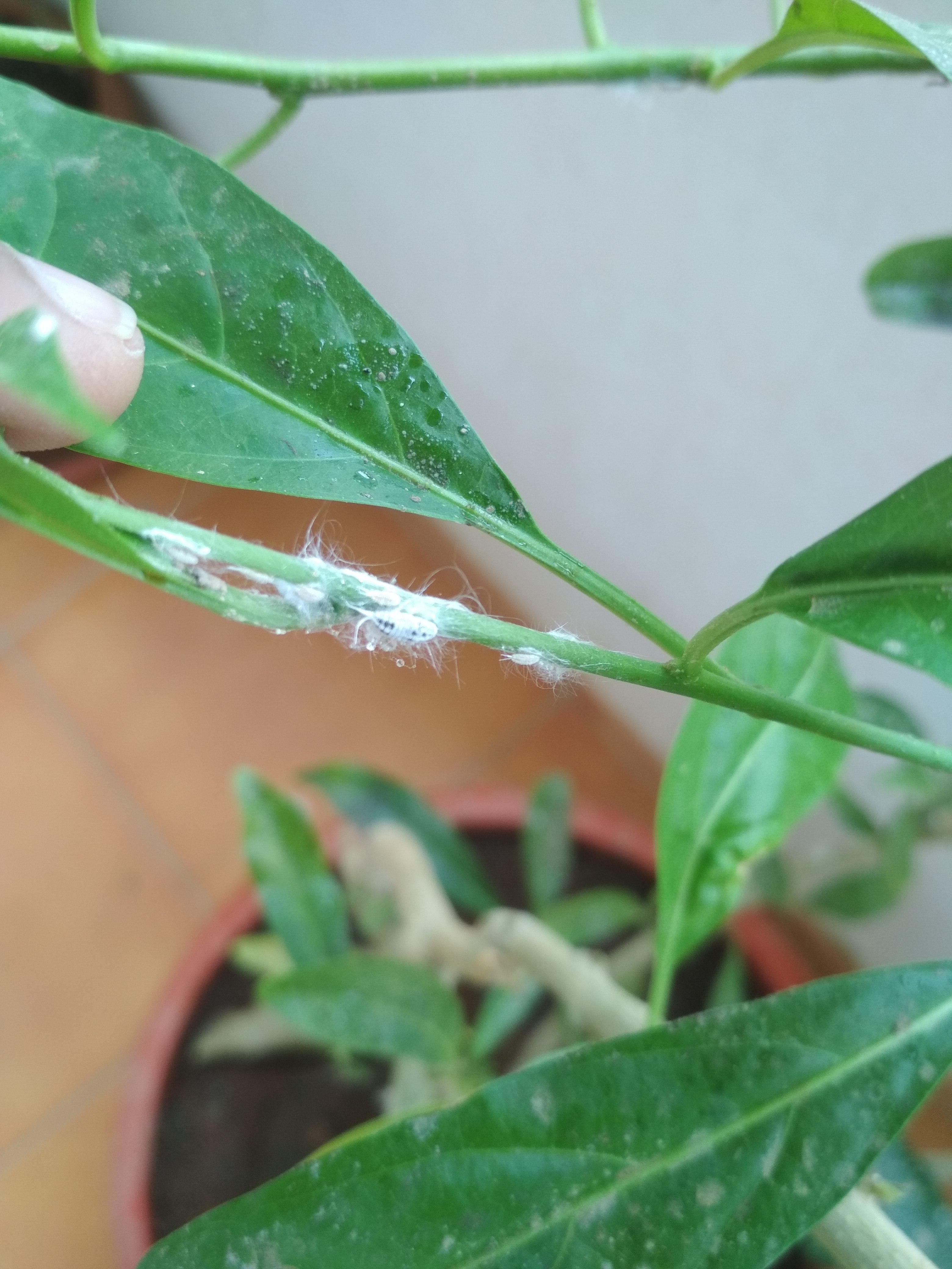 Please help me identify this bug on the night bloom jasmine plant. I