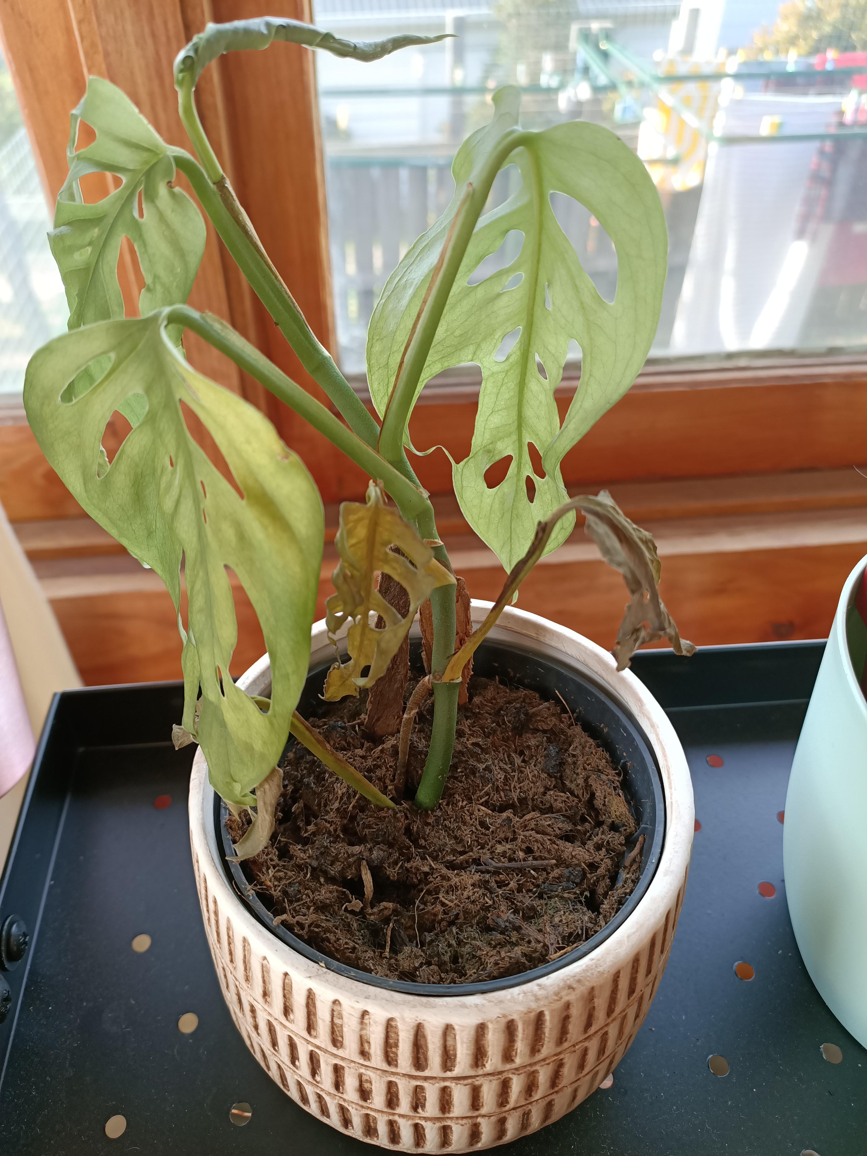 My monstera started dying overnight. Help please! r/plantclinic