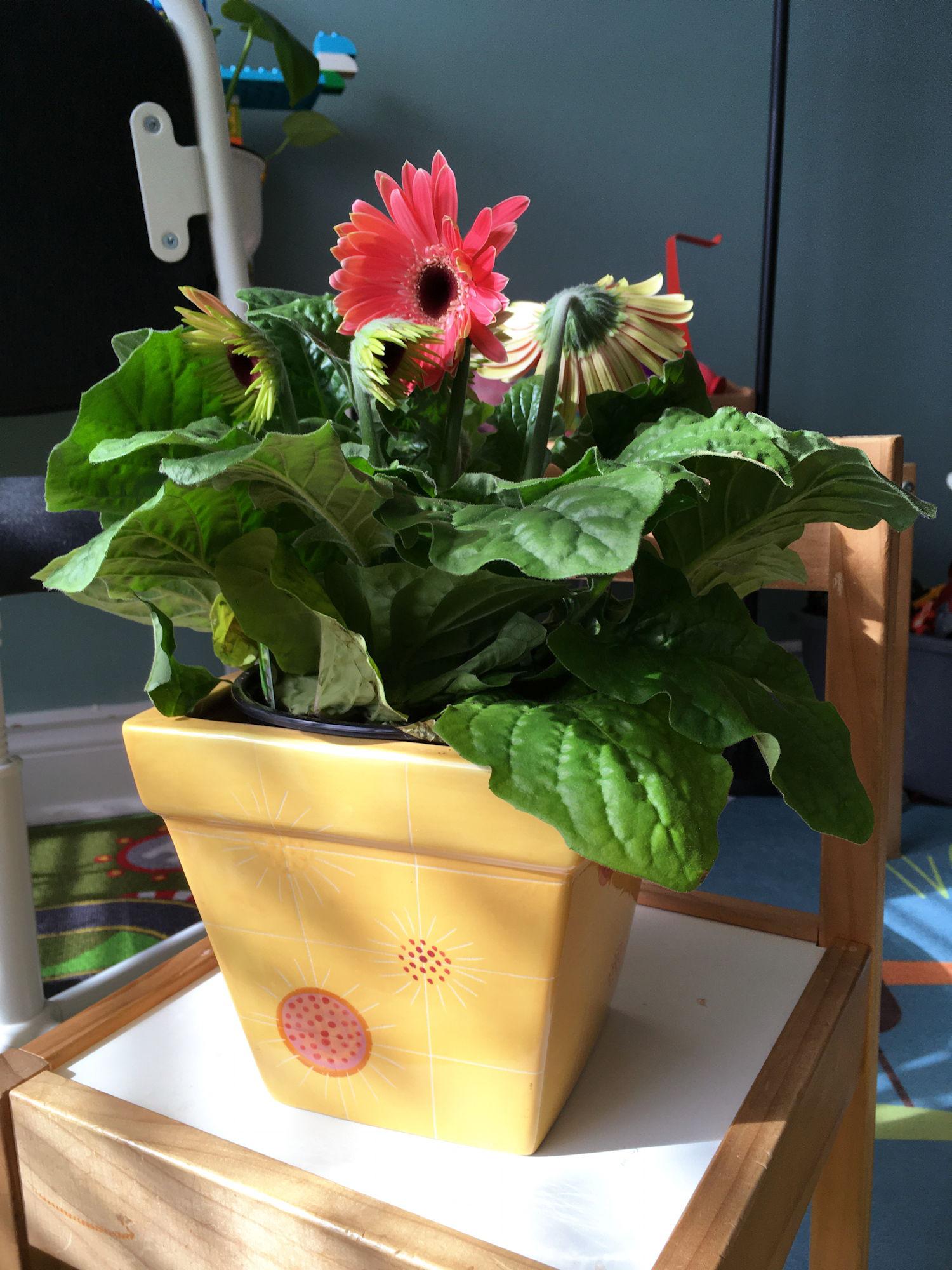 The perfect inhabitant for my old (IKEA?) planter! Gerbera daisy. r