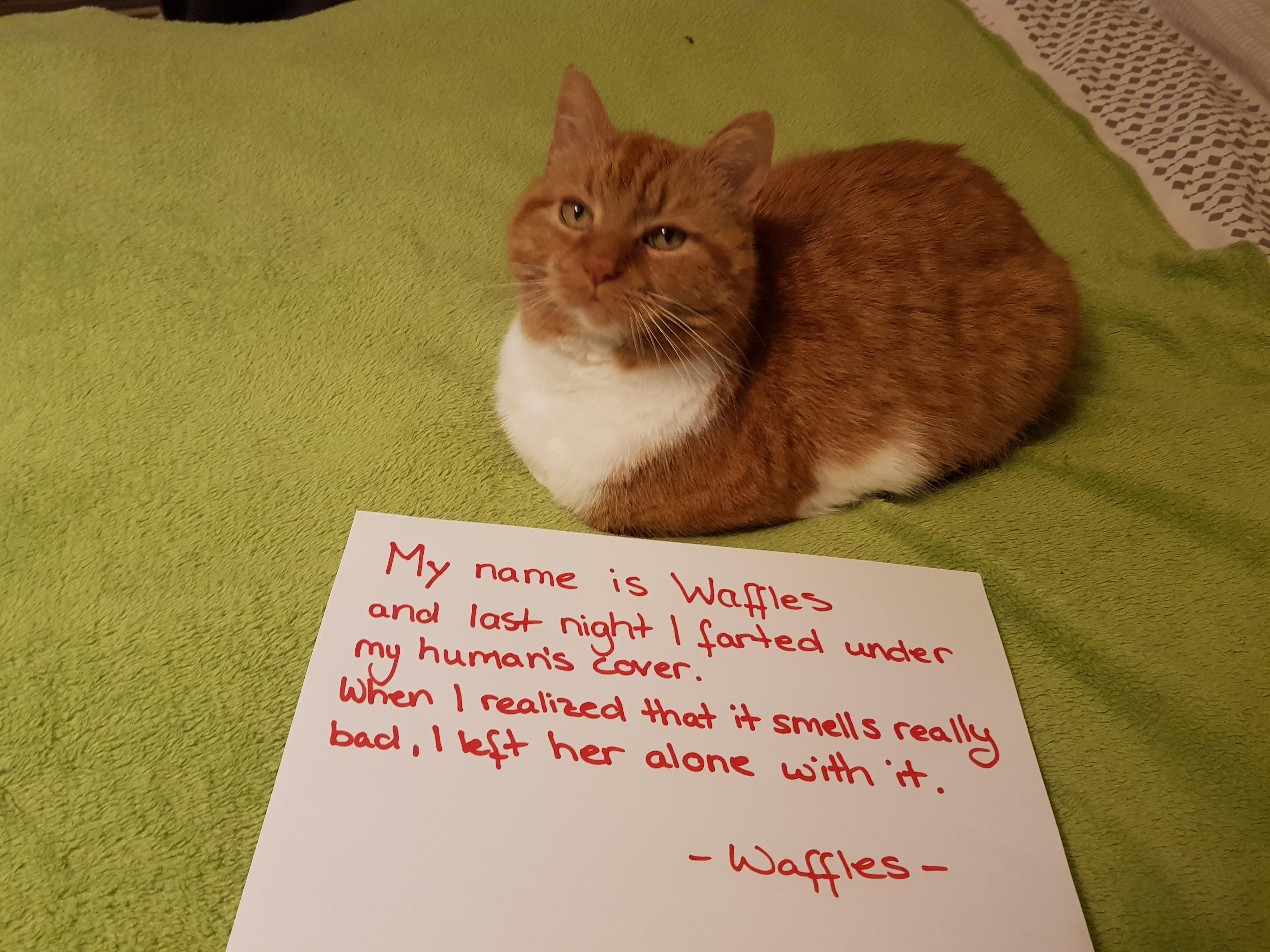 My stinky loaf (crosspost from r/cats) r/Catloaf