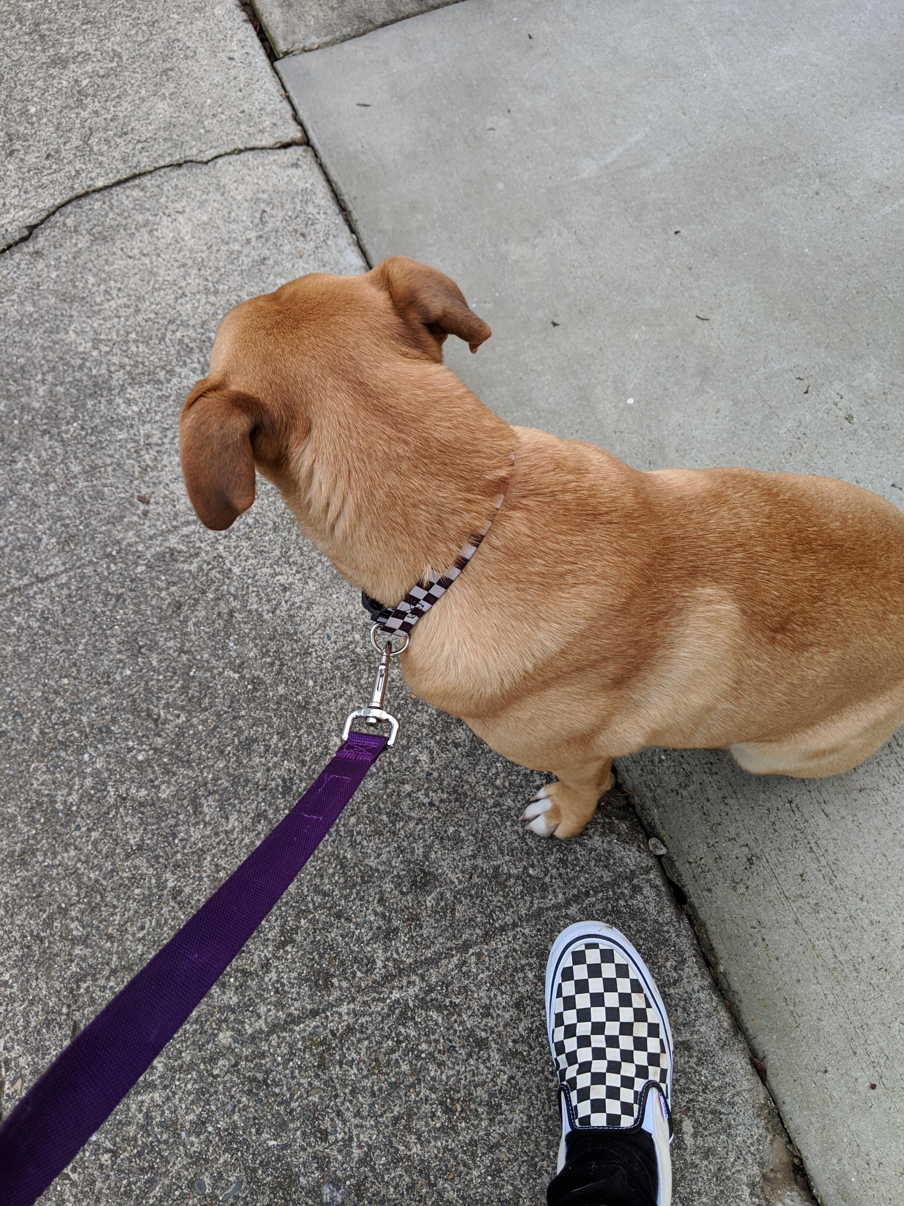 Match your shoes to your dog and make the others jealous r/Vans