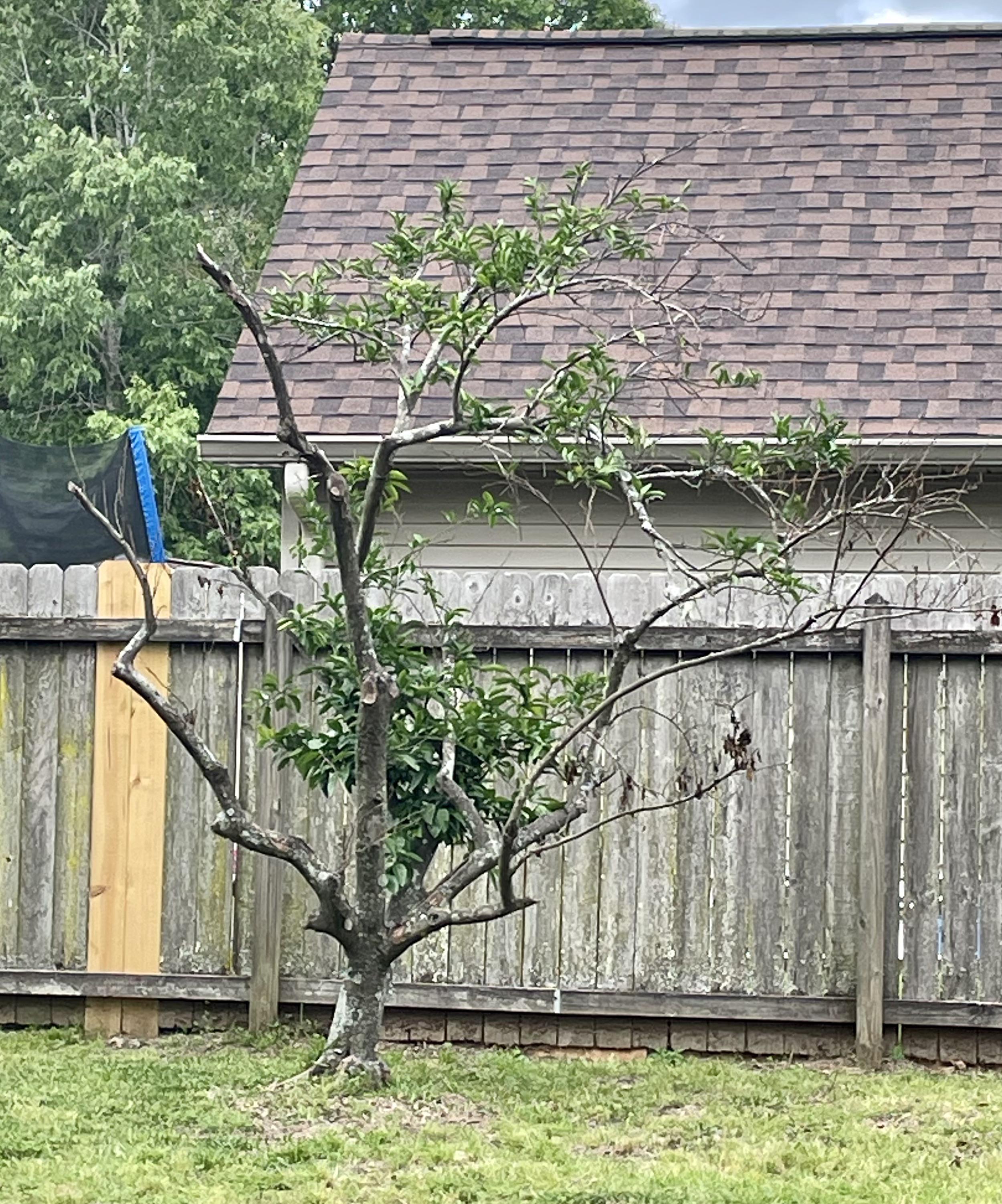 Is my Satsuma Tree on its last legs? r/Tree