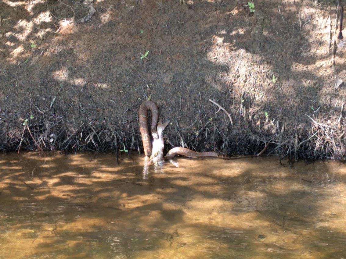 Brown water snake eating a fish at Texas Beach yesterday r/rva