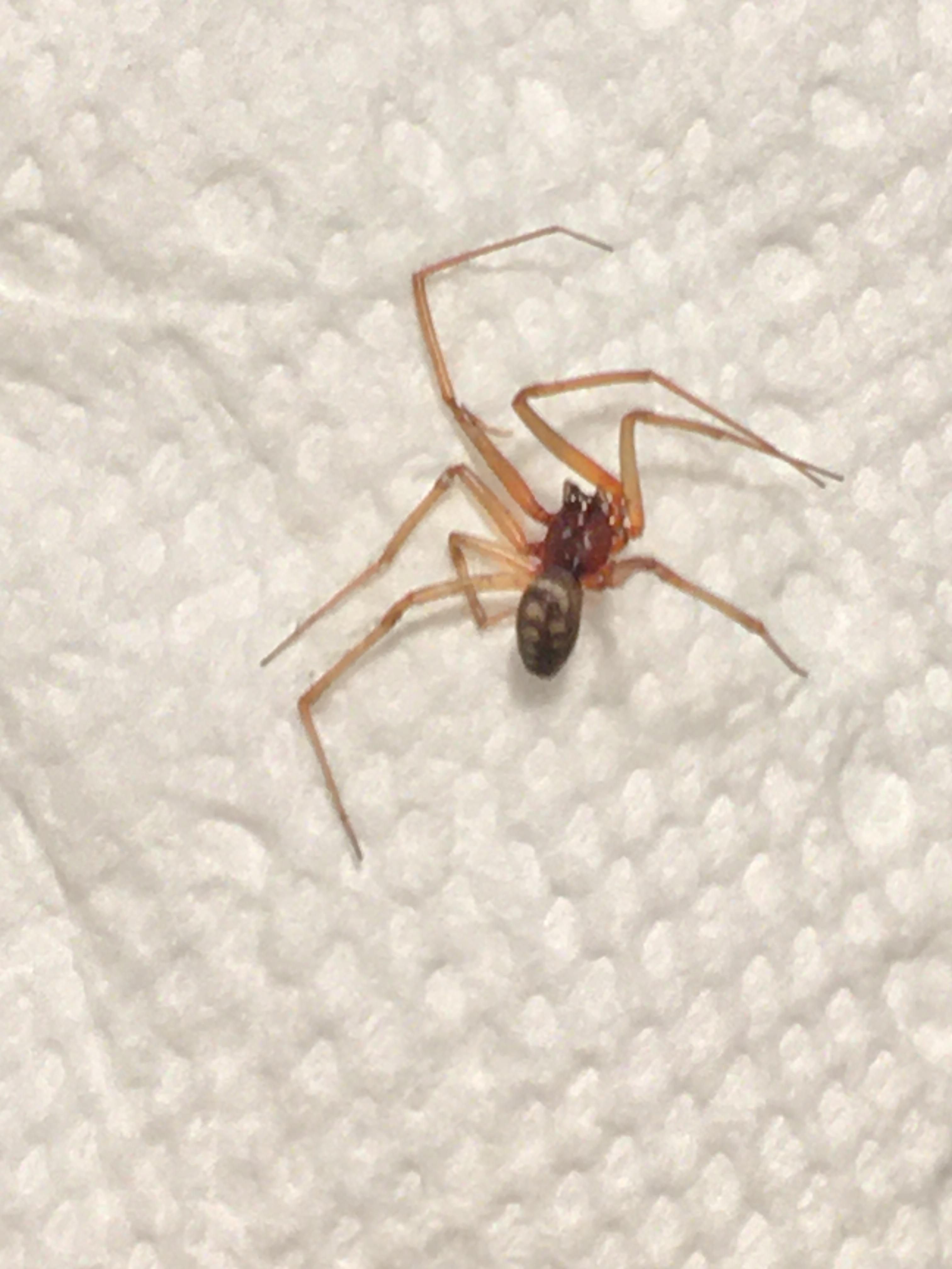 Found in Northern California, anybody know the spider? Greatly