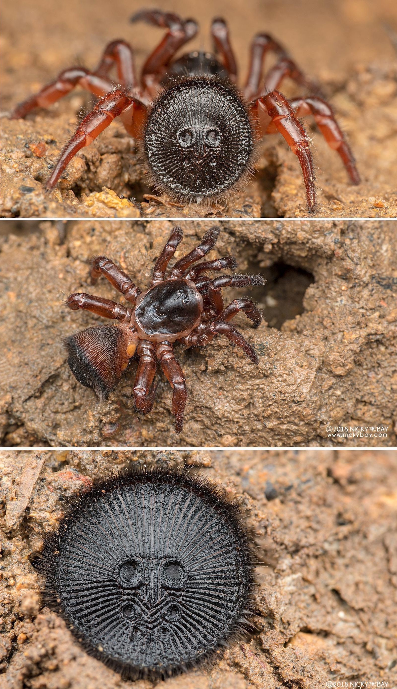 The Corklid trapdoor spider. If you see what looks like an ancient