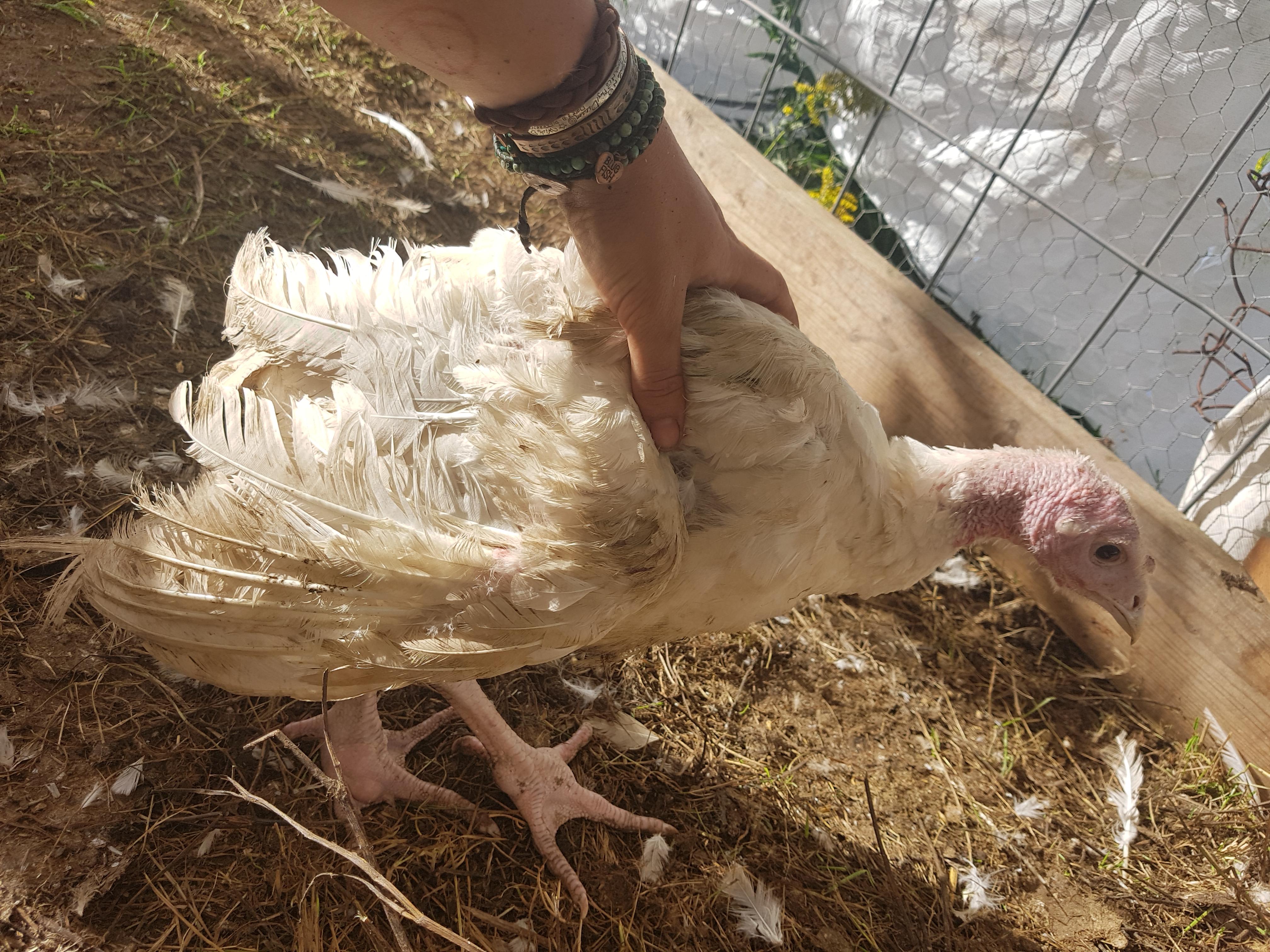 I have a sick turkey. Listless, uncoordinated, with a lump on his (left