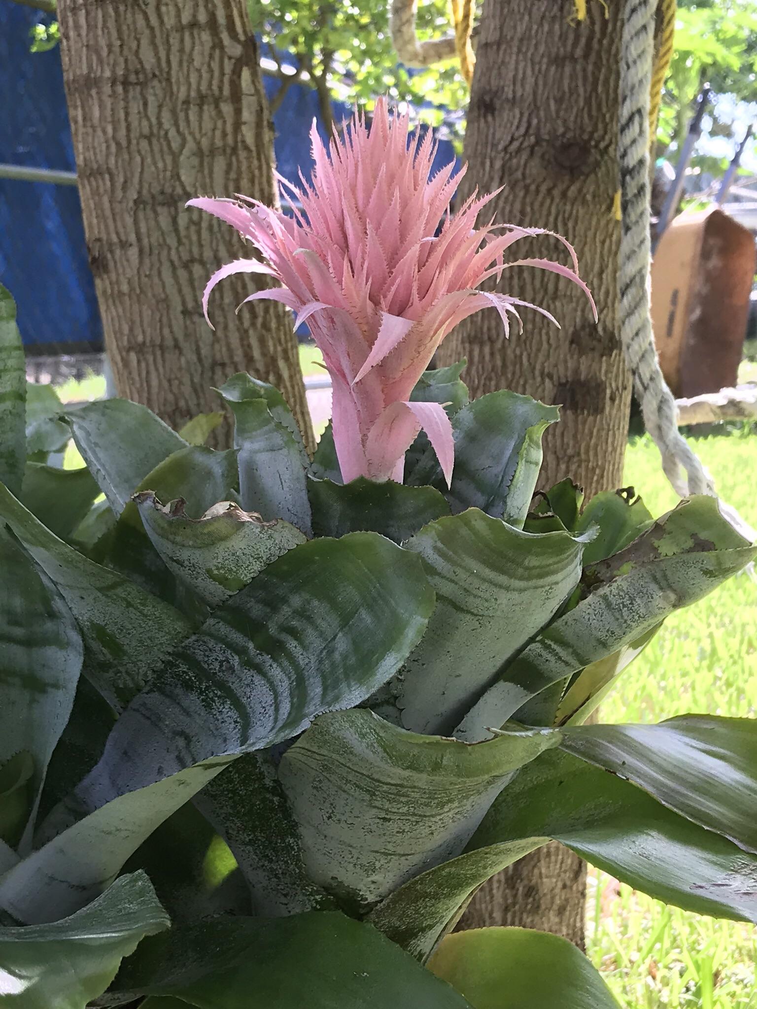 Growing in Miami, Florida. Flower has lasted for weeks. r/whatsthisplant