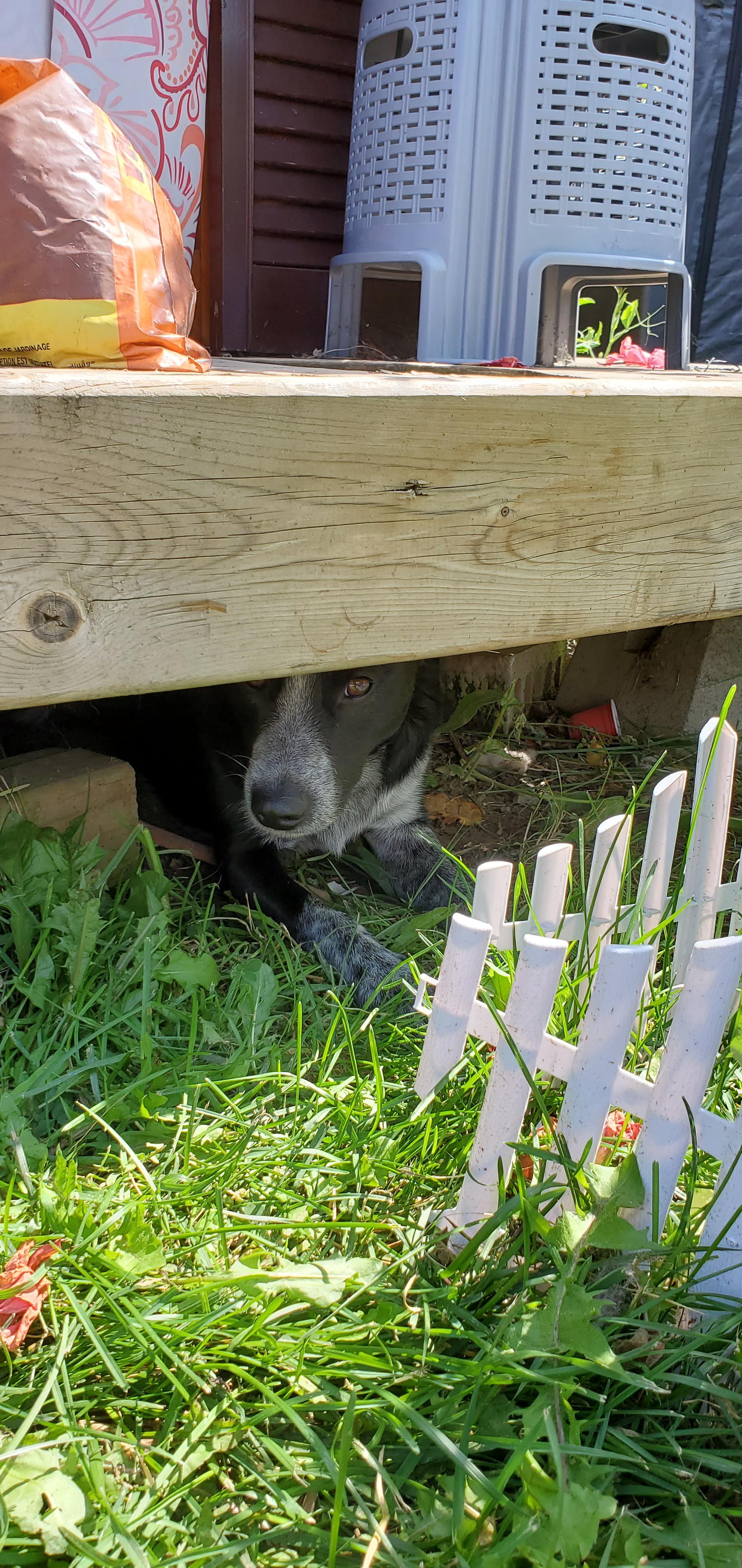 My dog suddenly won't come inside r/DogAdvice