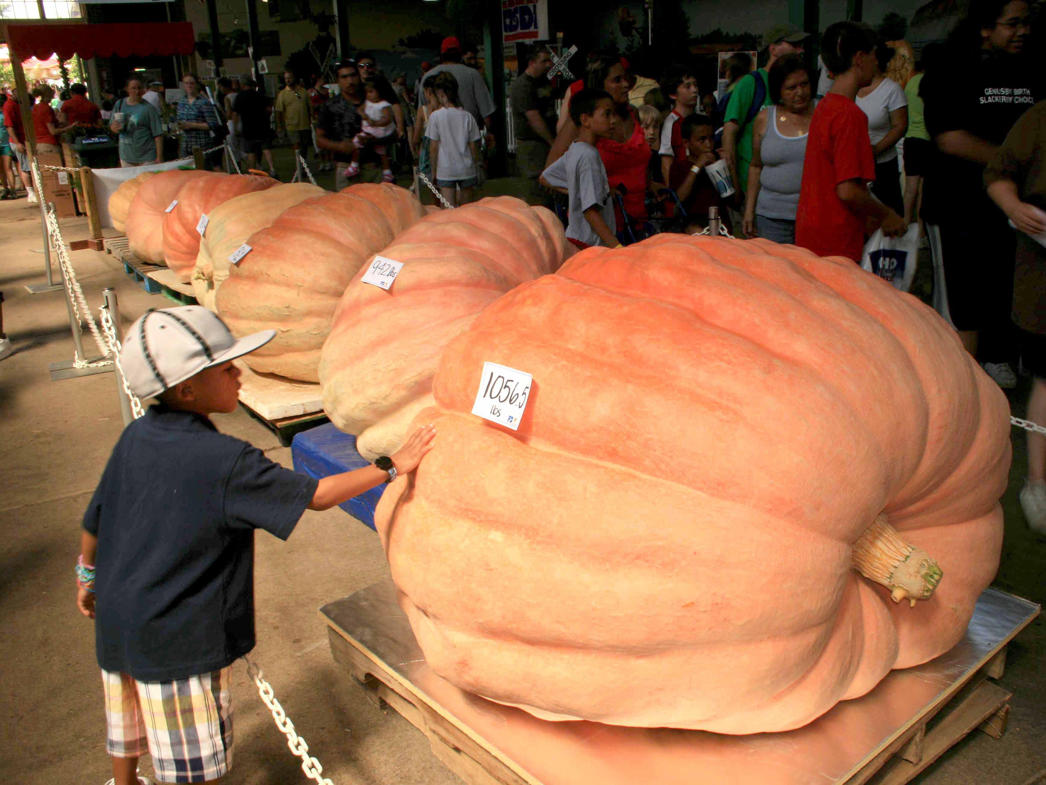 Giant Pumpkins at the Ohio State Fair Organic I'm Sure lol r/gardening