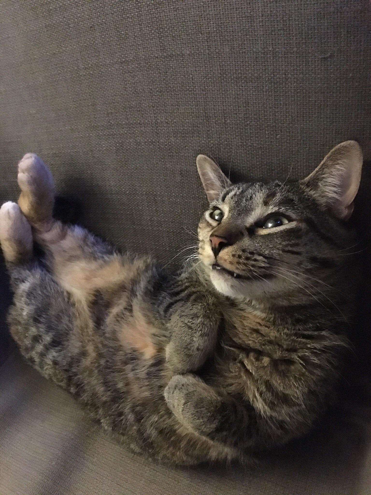 This little guy plotting something. r/cats