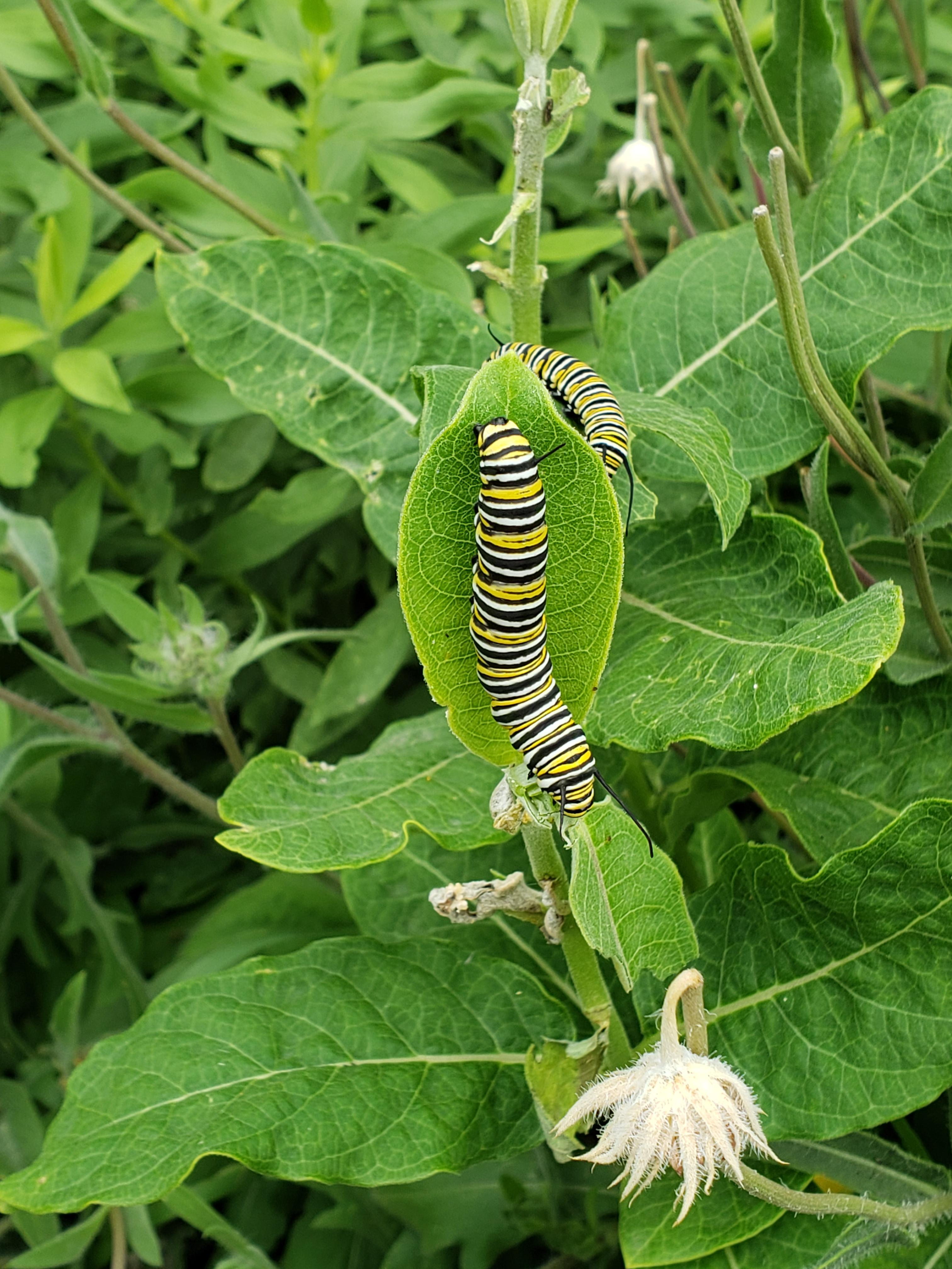What Kind Of Plants Do Monarch Caterpillars Eat at Leta Turner blog