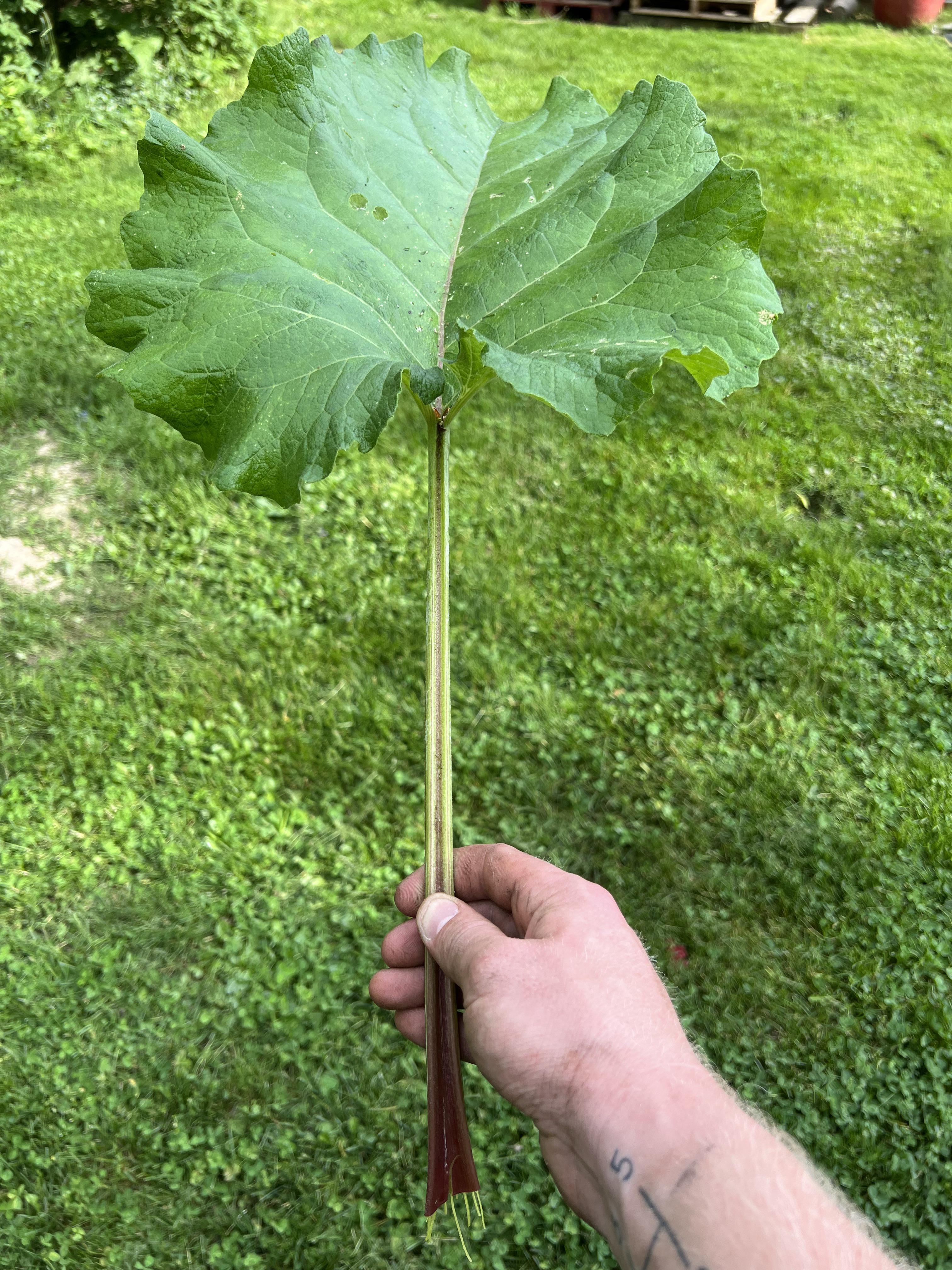 This grows like wild fire at my house, is it rhubarb? r/foraging