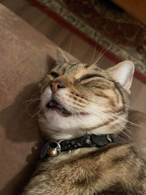 my cat looks fucking dead when she sleeps catsarealiens