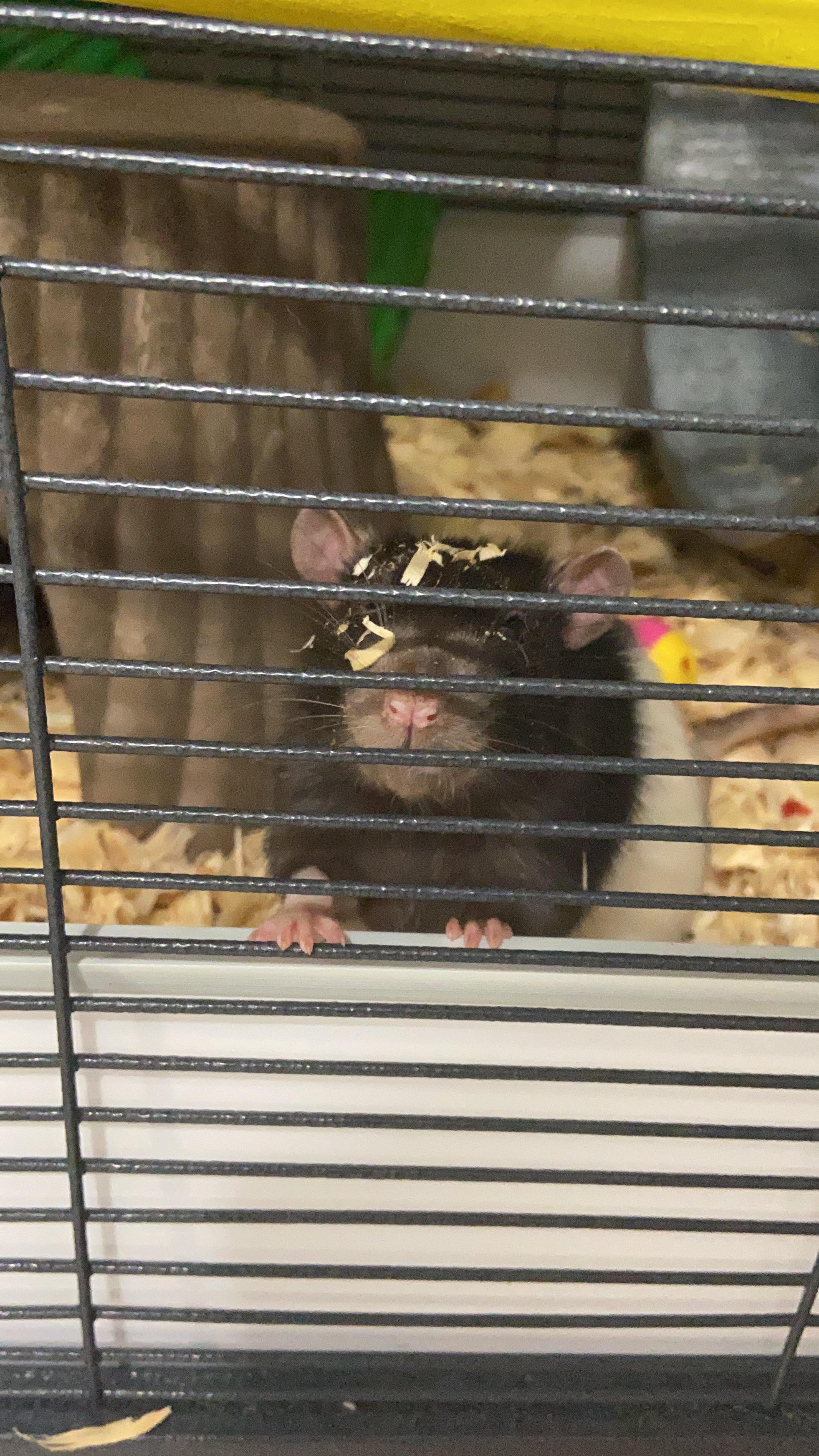 He’s been digging… r/RATS