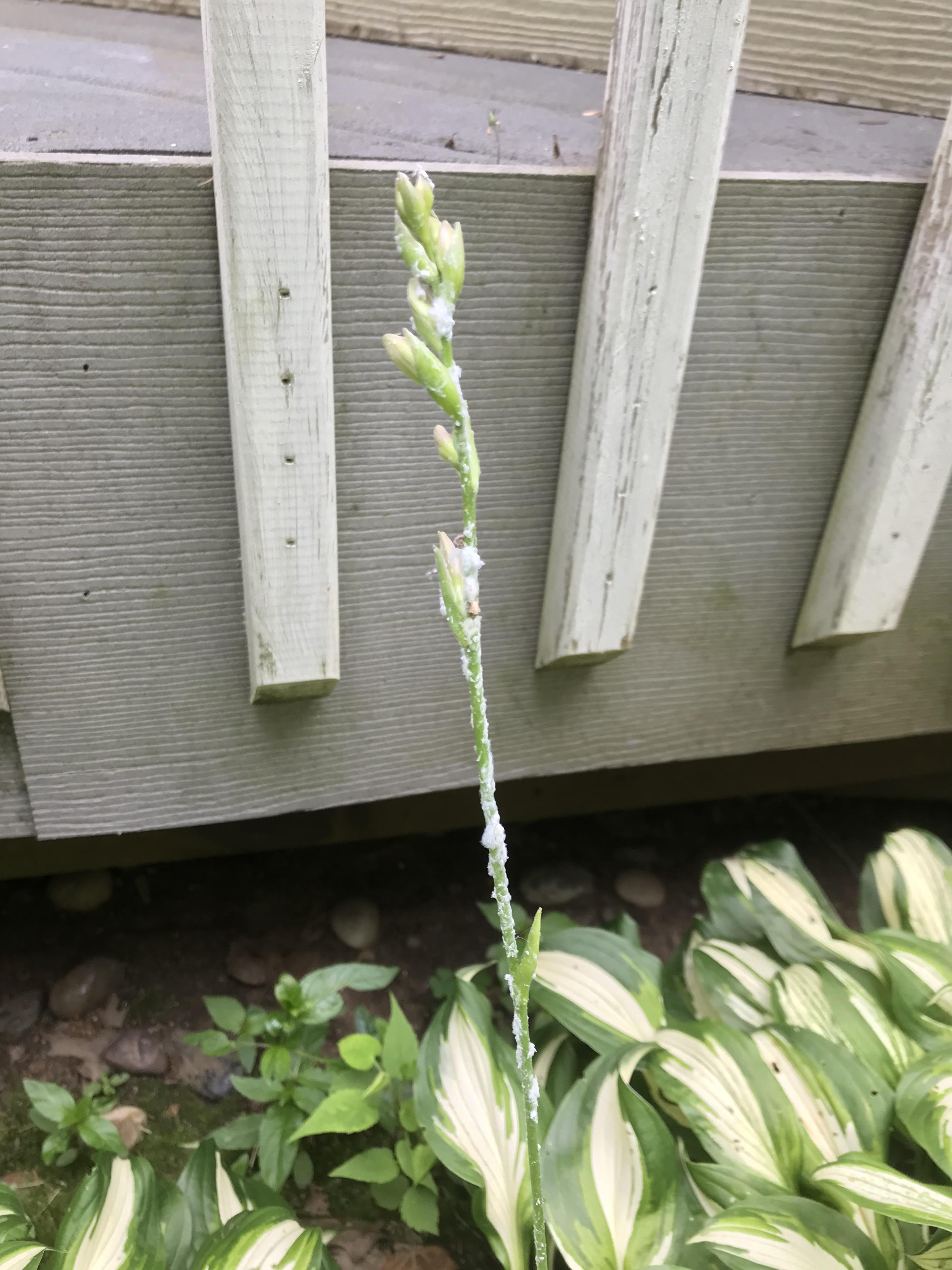 What is this white foamy substance on all of my hosta flowers? also