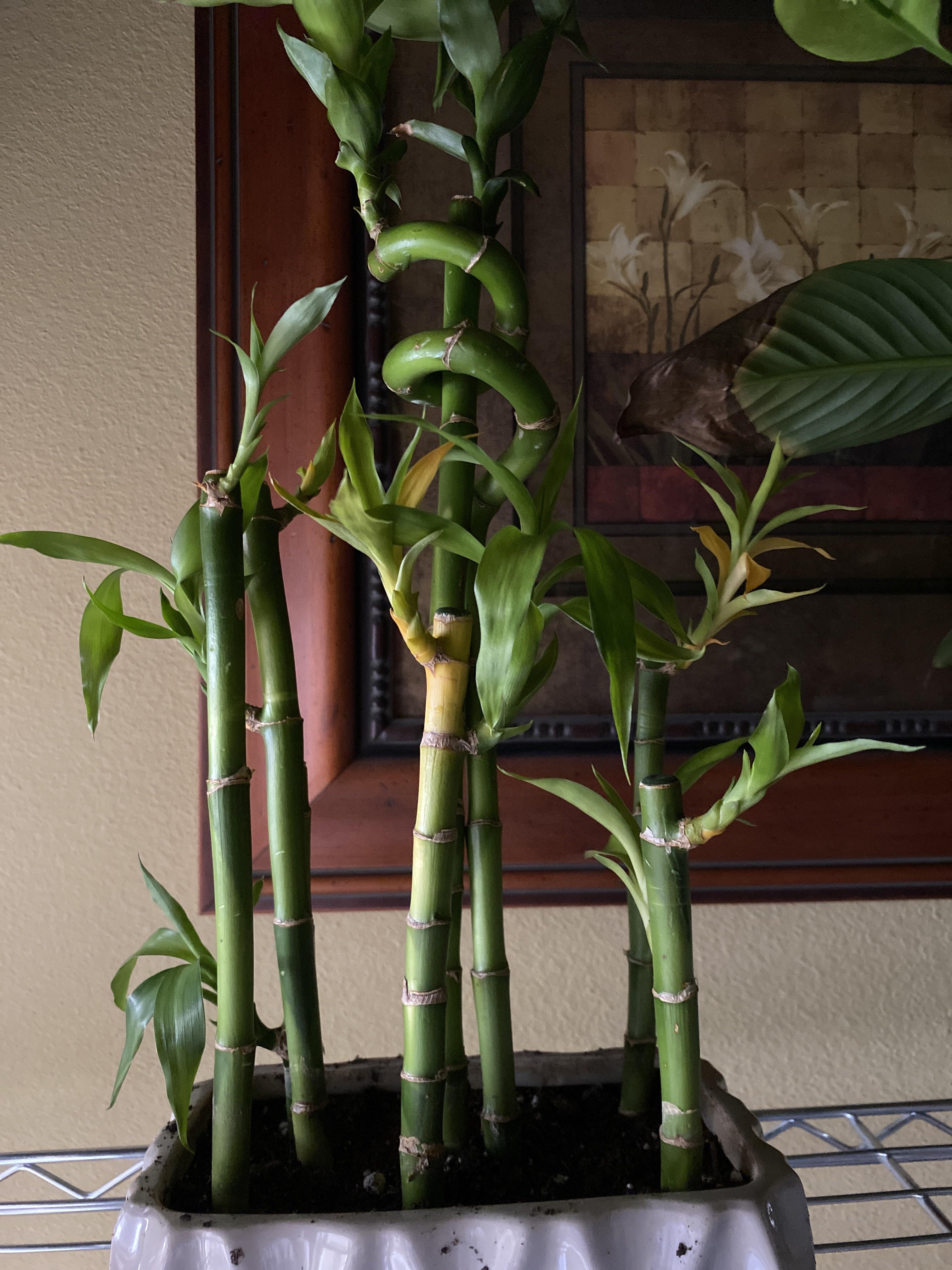 lucky bamboo yellowing r/plants