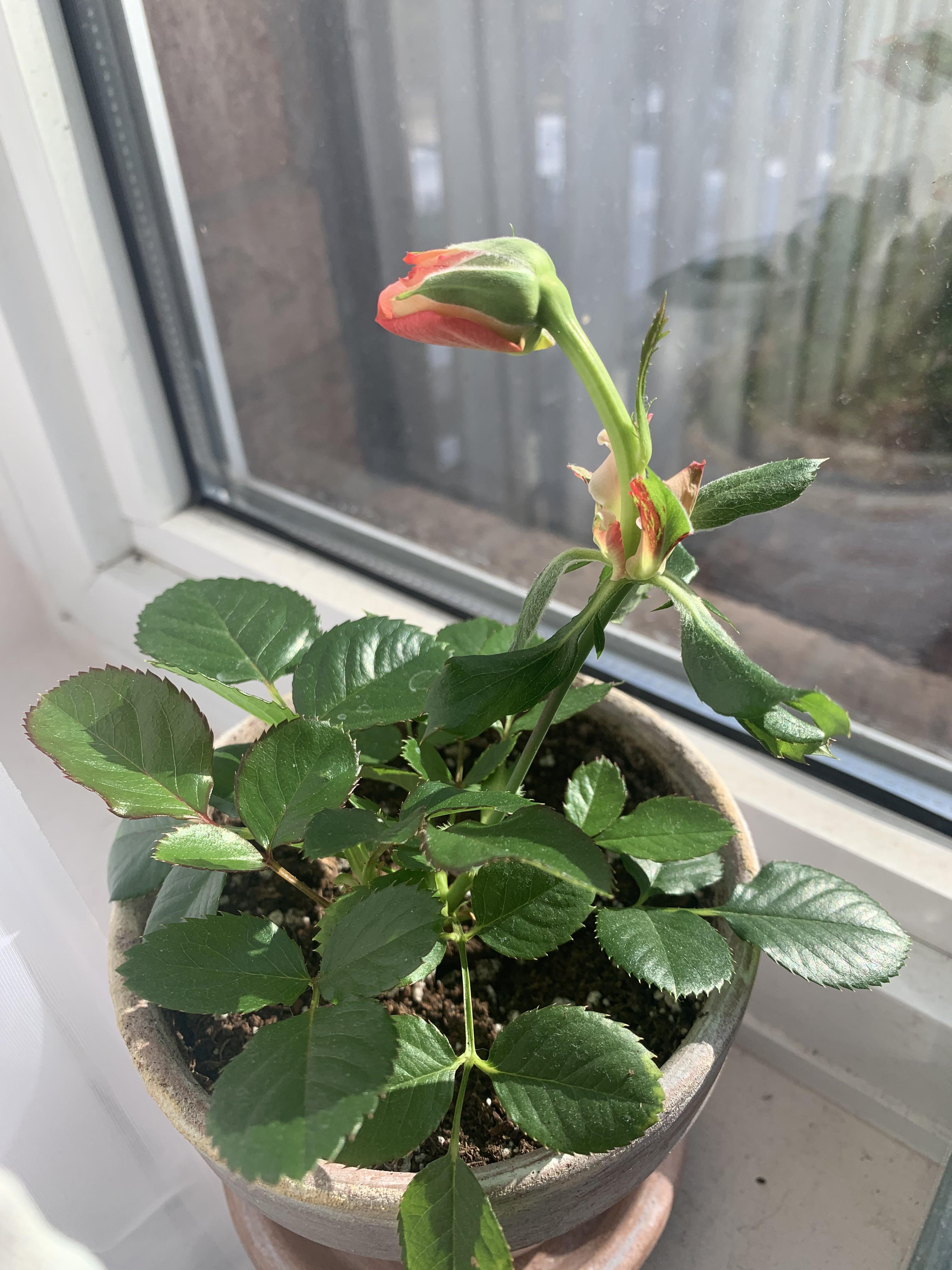 My unpollinated rose r/mildlyinteresting