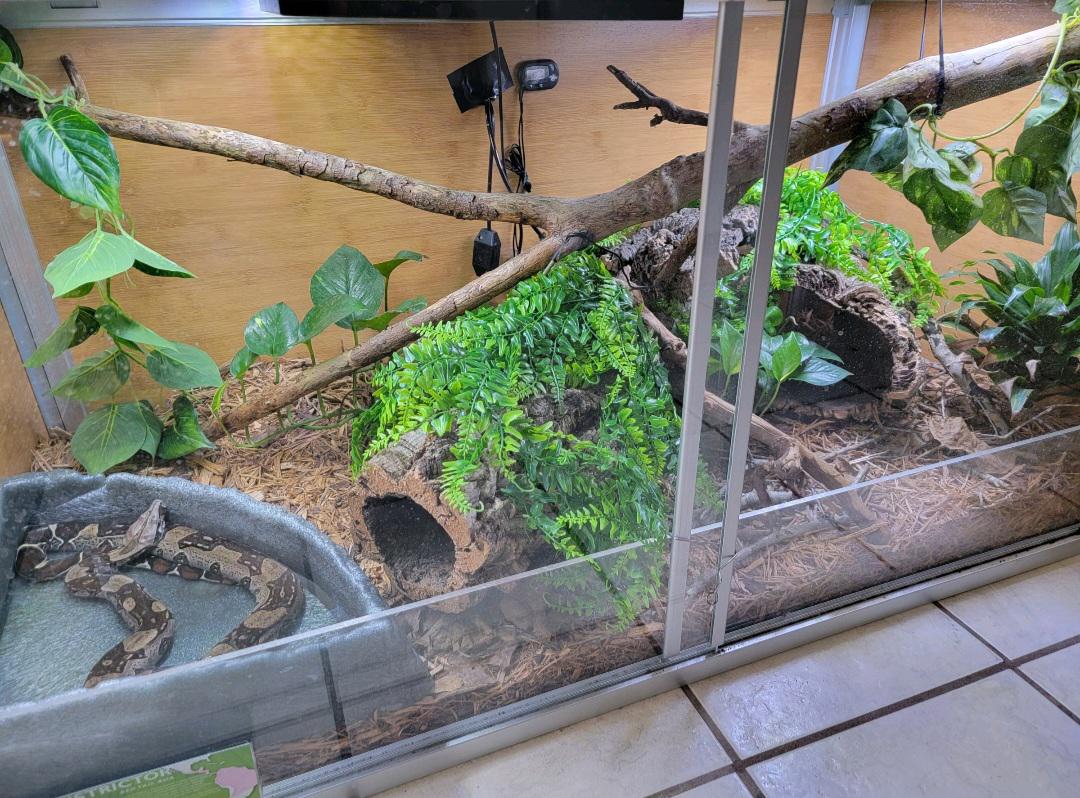This is my Red Tail Boa's setup! r/boas