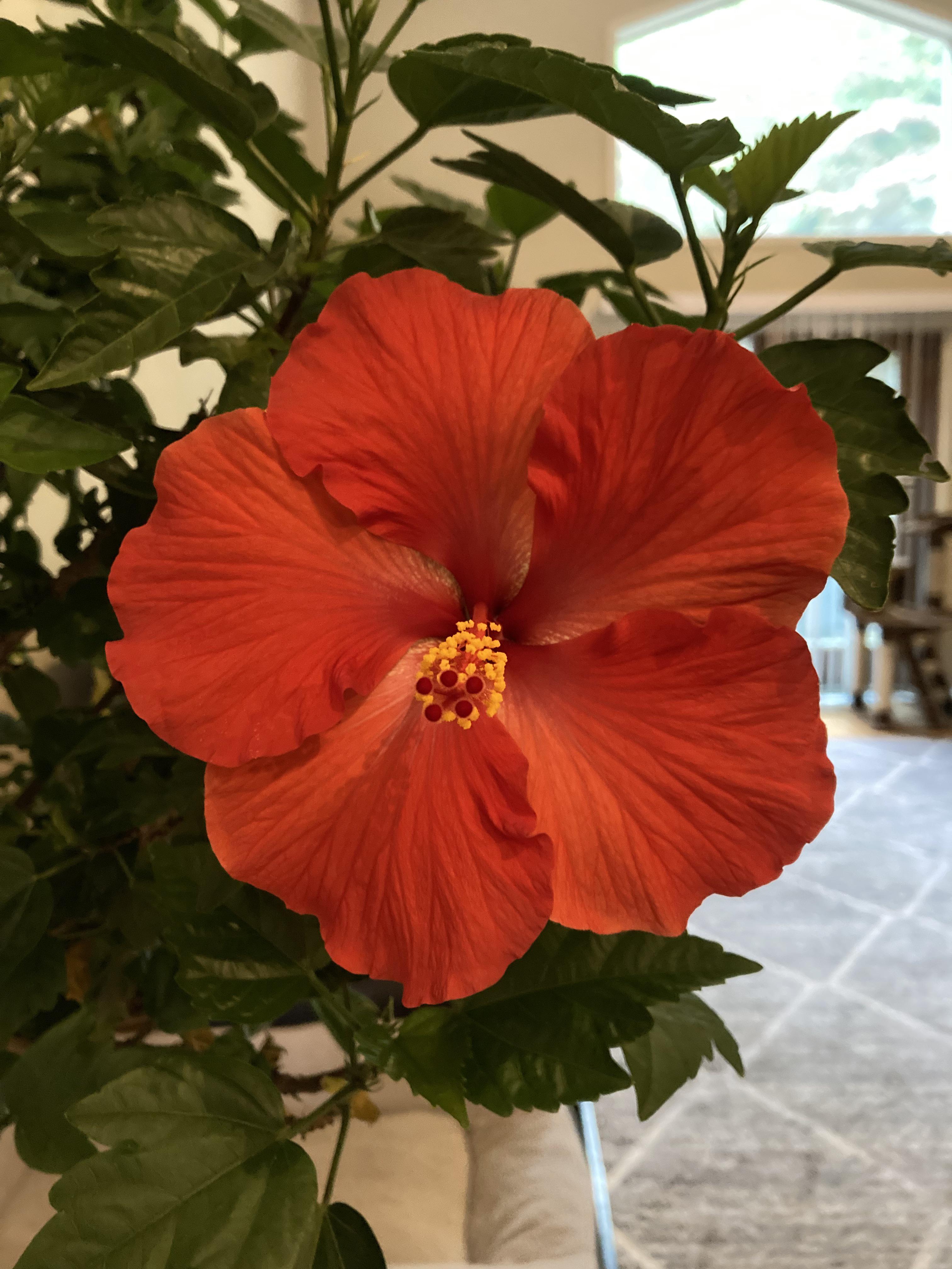 Surprise bloom. Just brought the Hibiscus inside for the Pennsylvania