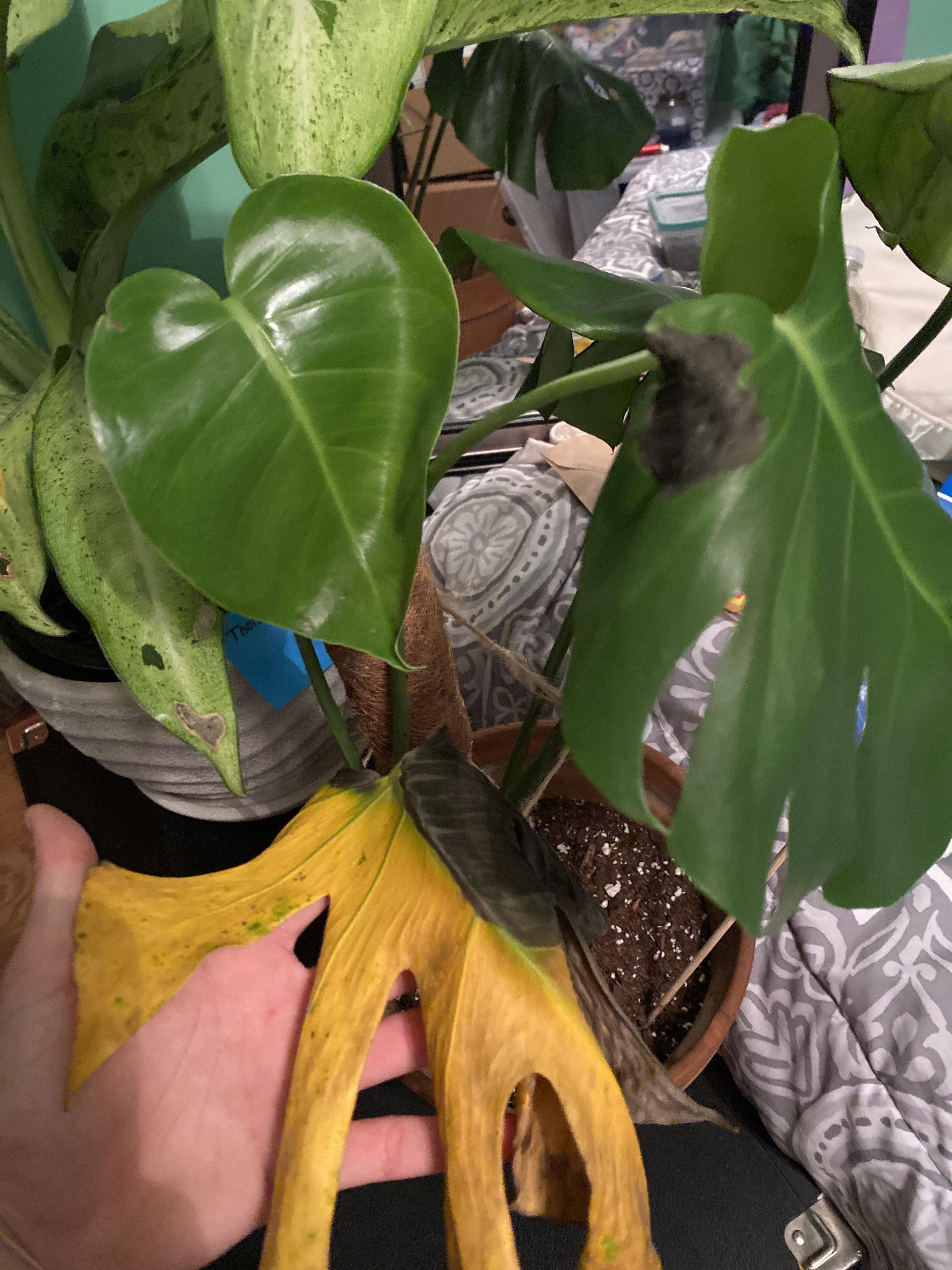 Help! Should I cut the yellow leaf and trim the dark spot on the other