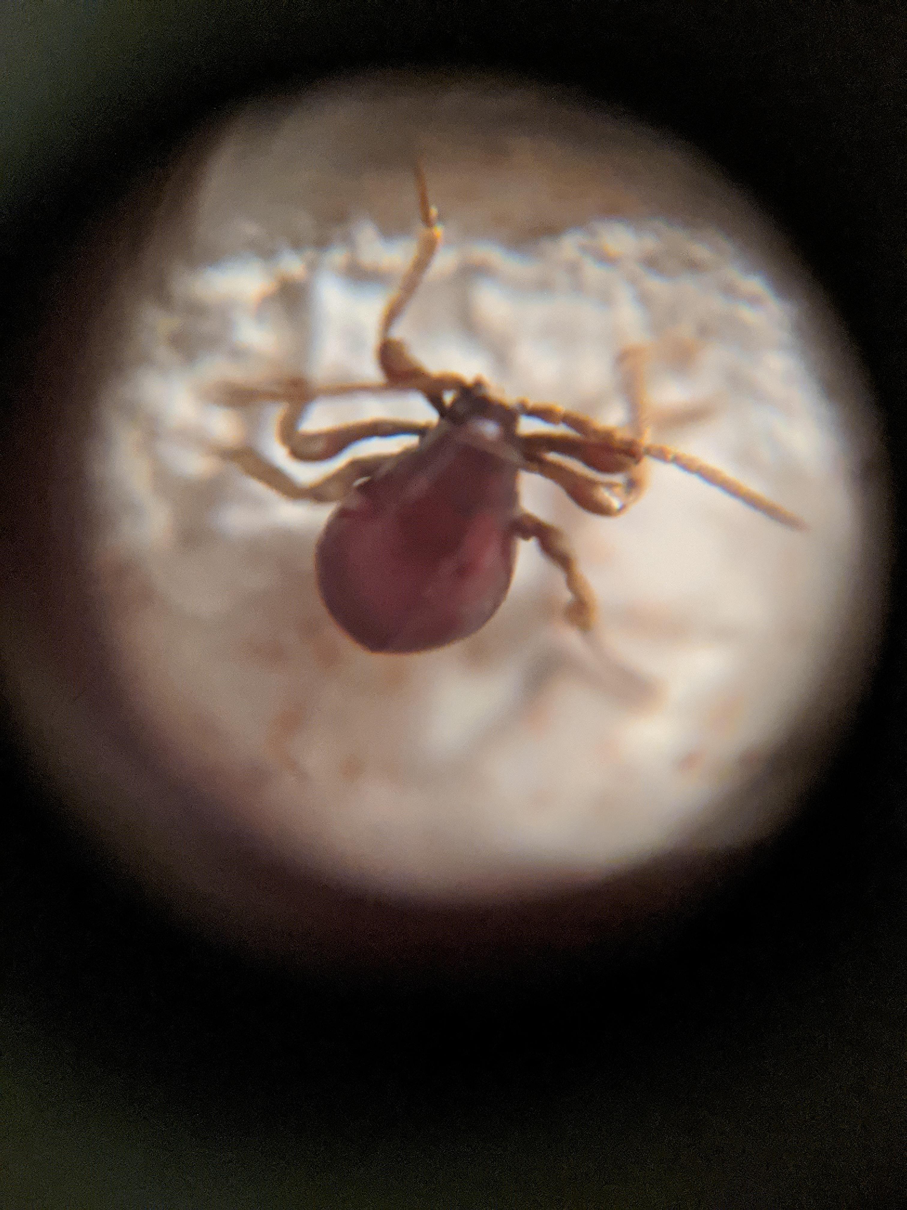 Found on my bathroom wall. I really hope it isn't a tick or bedbug