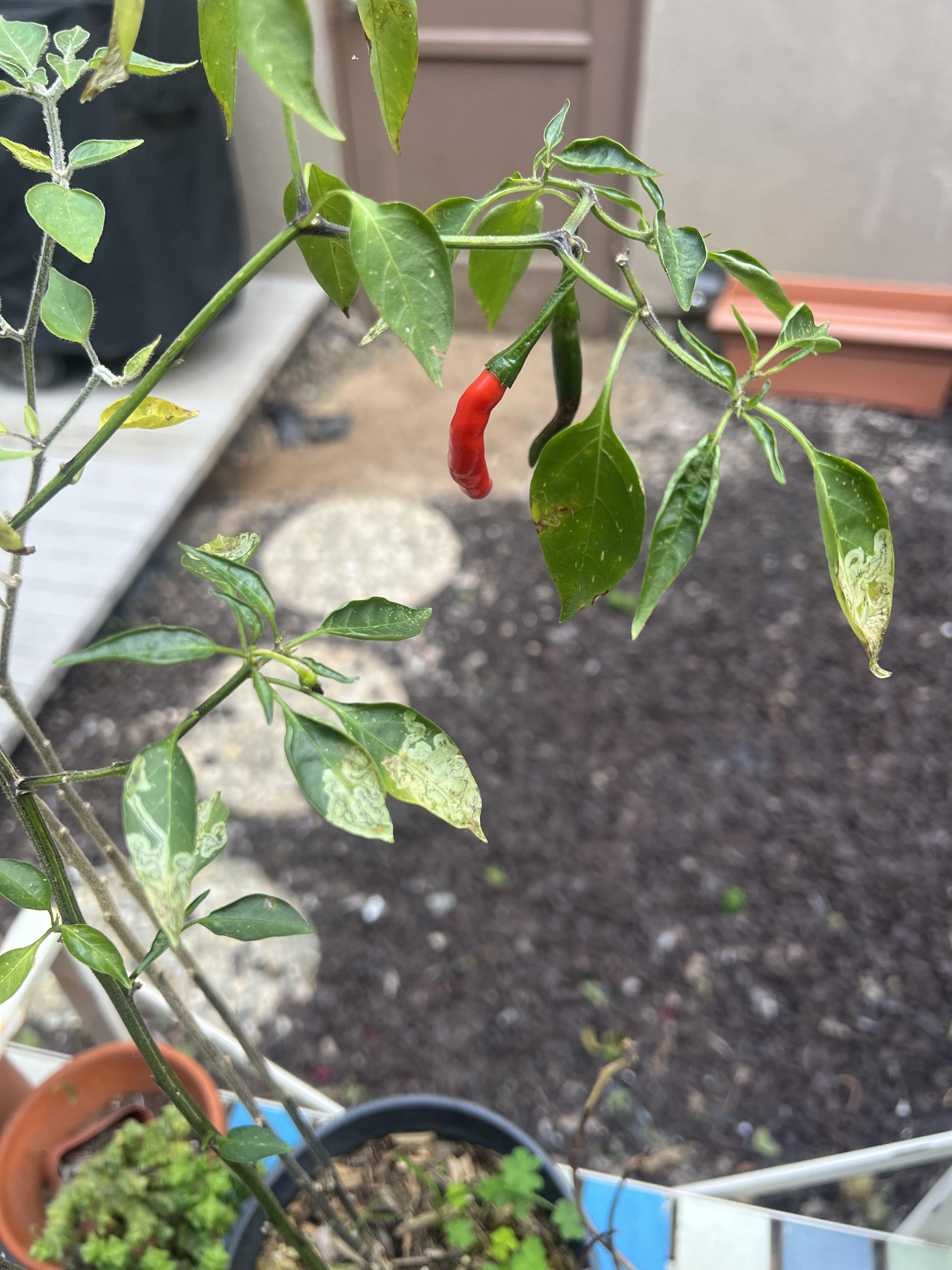 What is eating my pepper plant? r/plantclinic