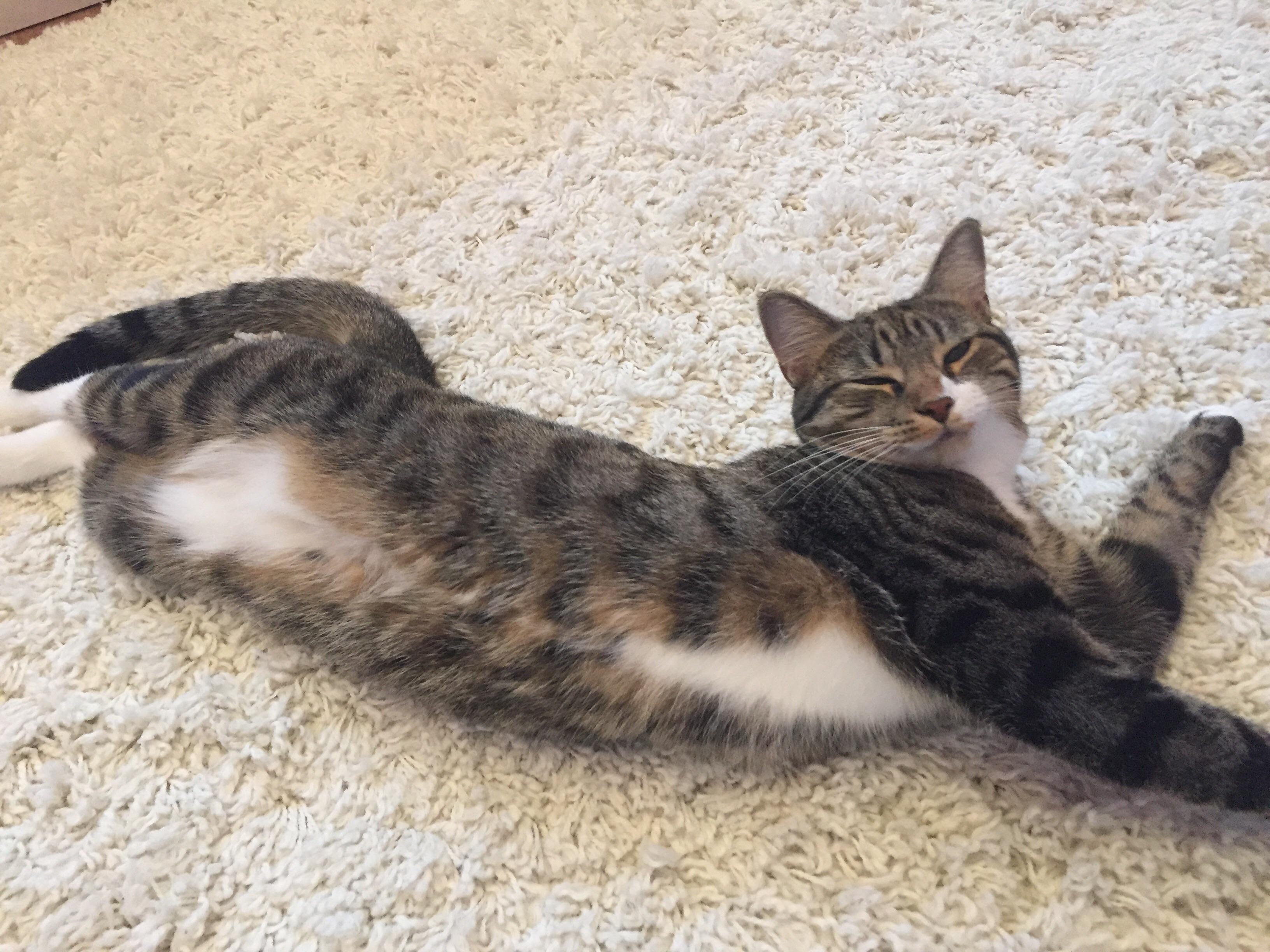 My cat, Delta, showing off her fluffy belly catbellies