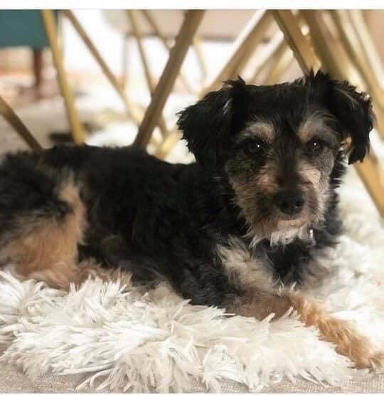 Help Find Lost Dog! Please spread the word! Baxter was LOST on February