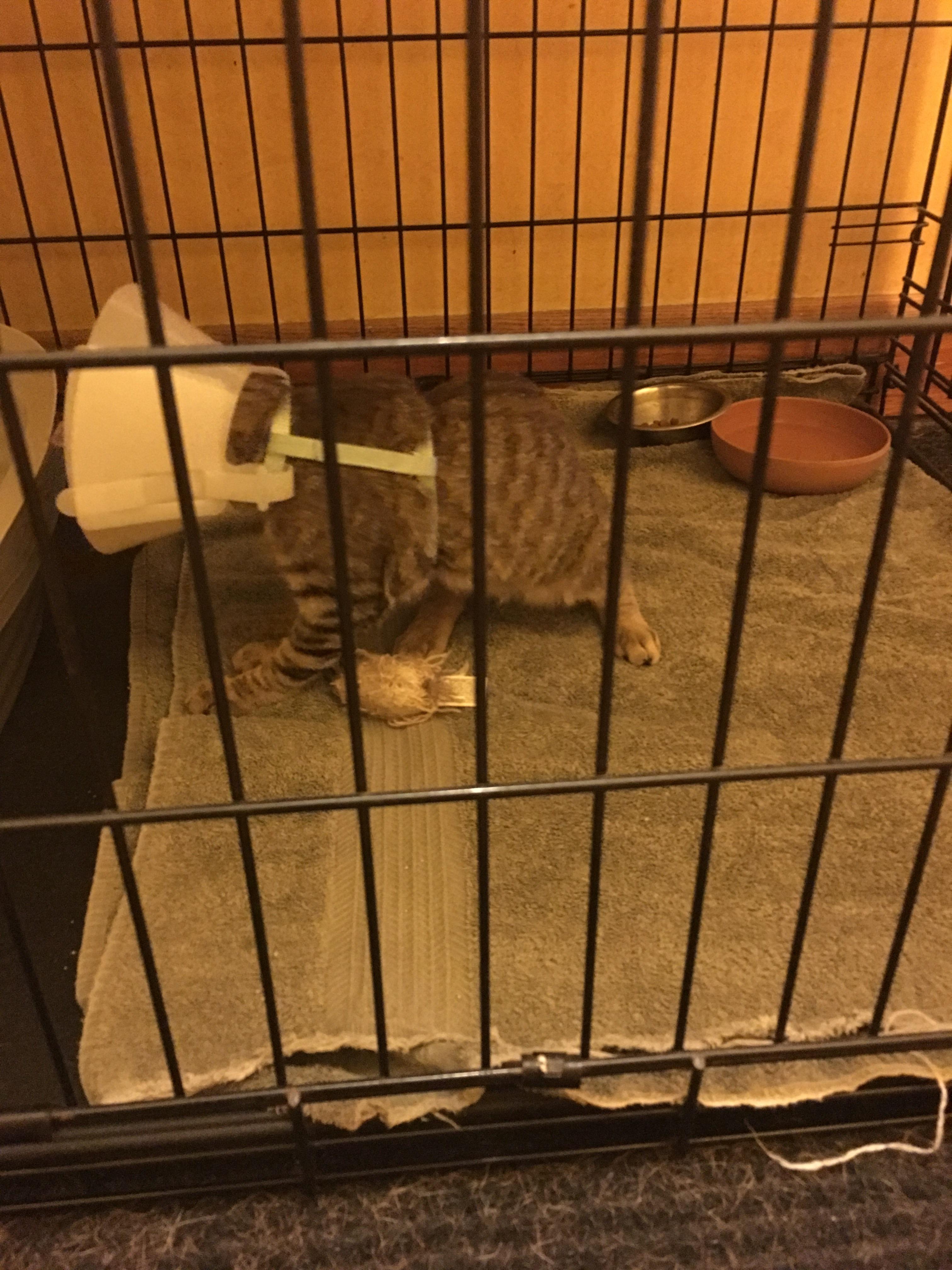 Does your kitty hate the cone? HERE'S MY DIY SOLUTION Get a harness