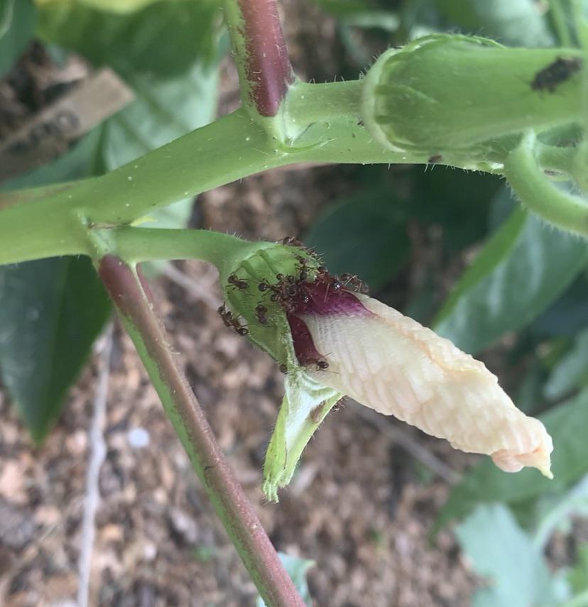 Why are so many ants on my bloomed okra flower? r/gardening