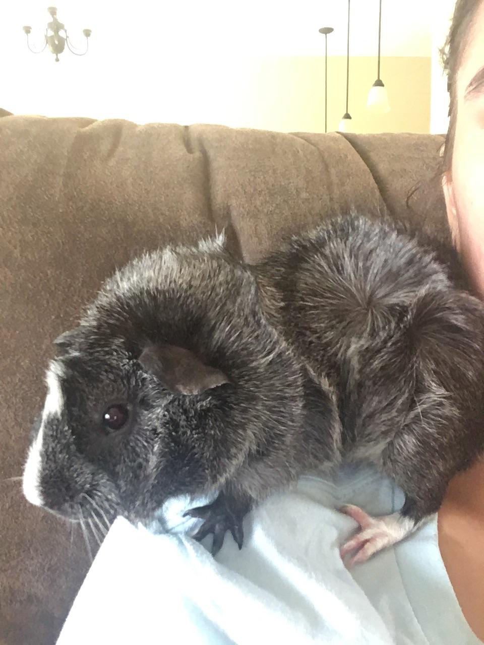 Does anyone show guinea pigs? Would you say it's worth while? This is